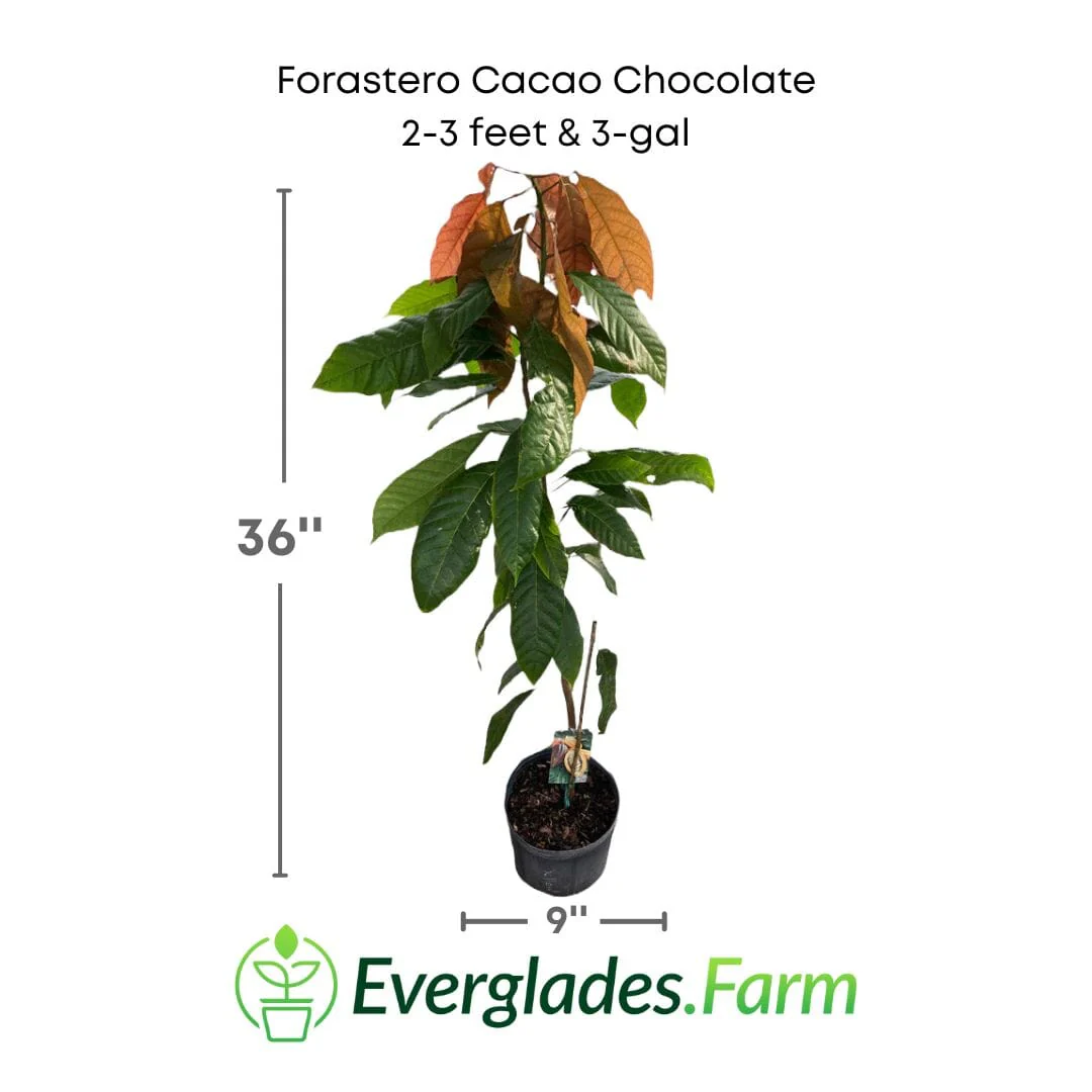 Forastero Cacao Chocolate Tree - Image 5