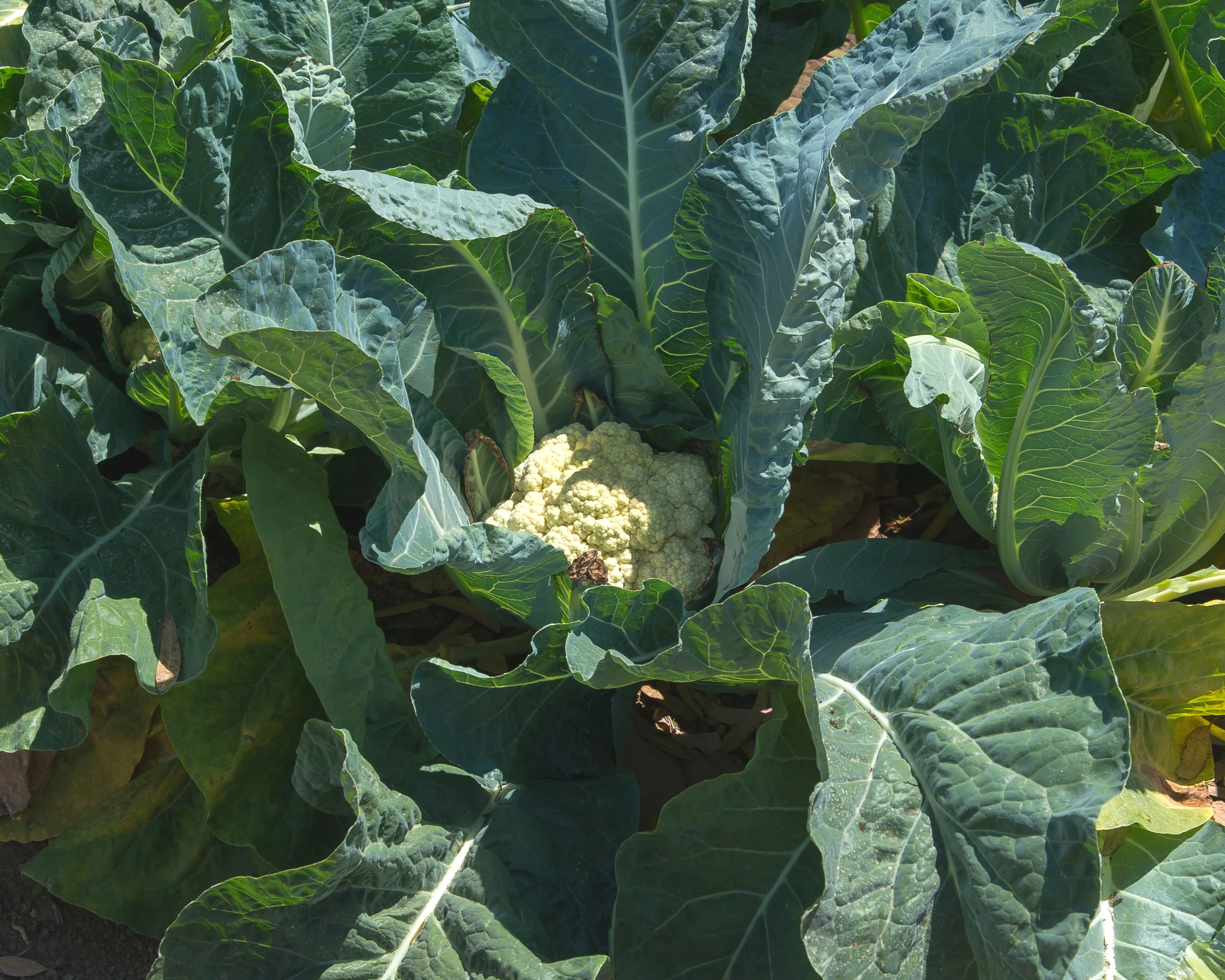 Freedom Hybrid Cauliflower Seeds - Image 2