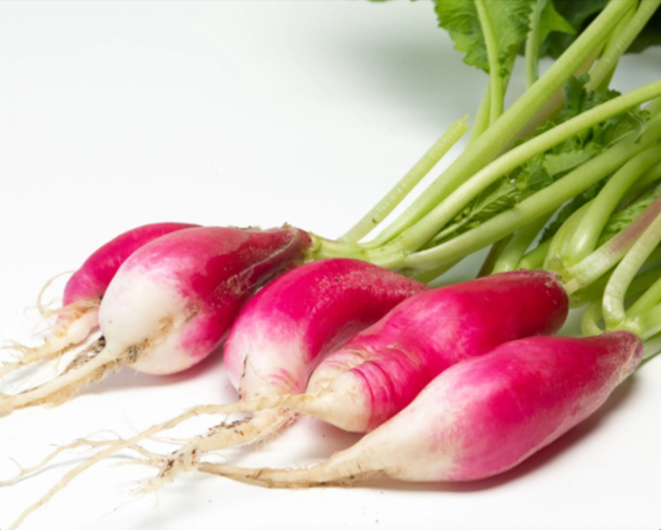 French Breakfast Radish Seeds - Image 2