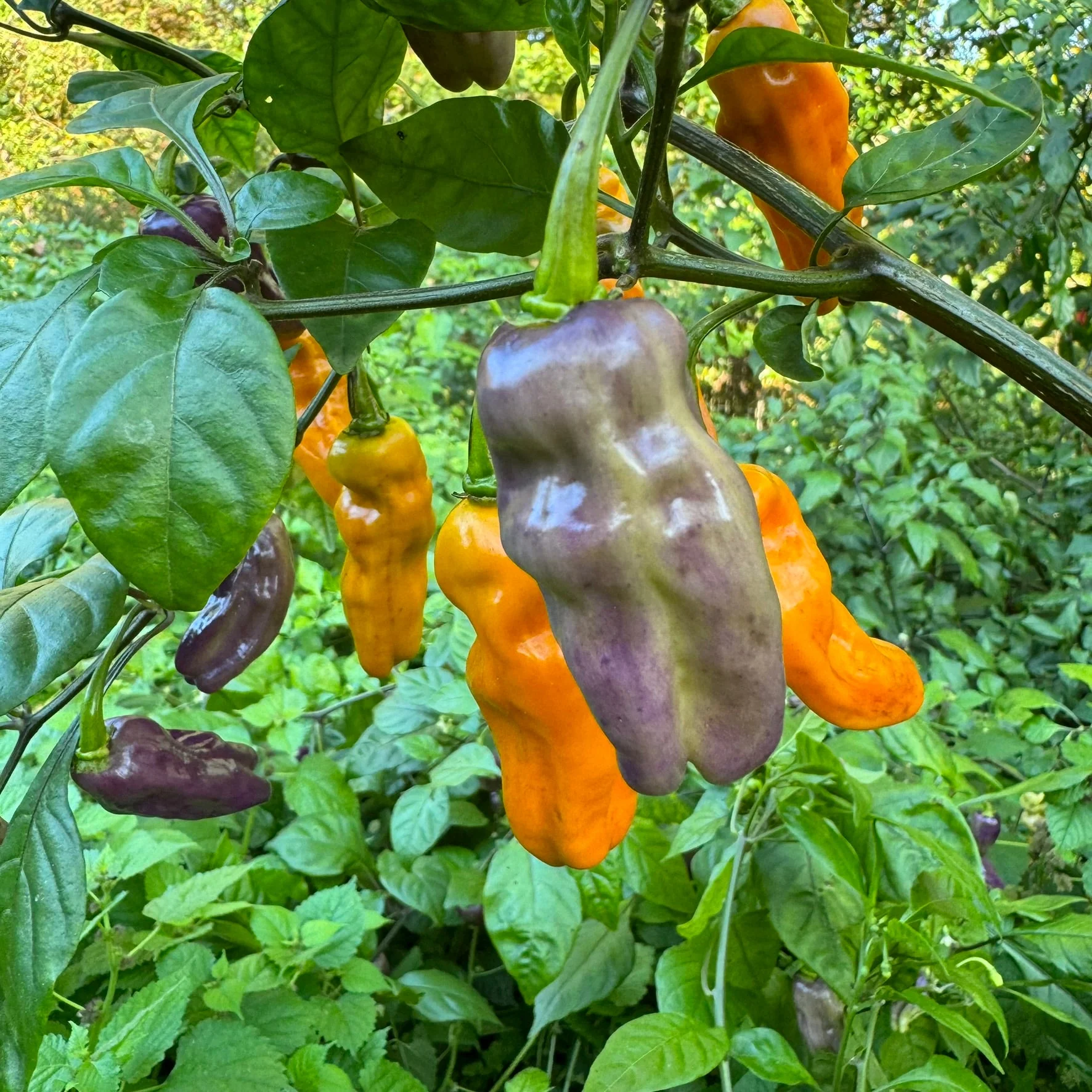 Fruitgum Multicolored - Seeds - Image 3