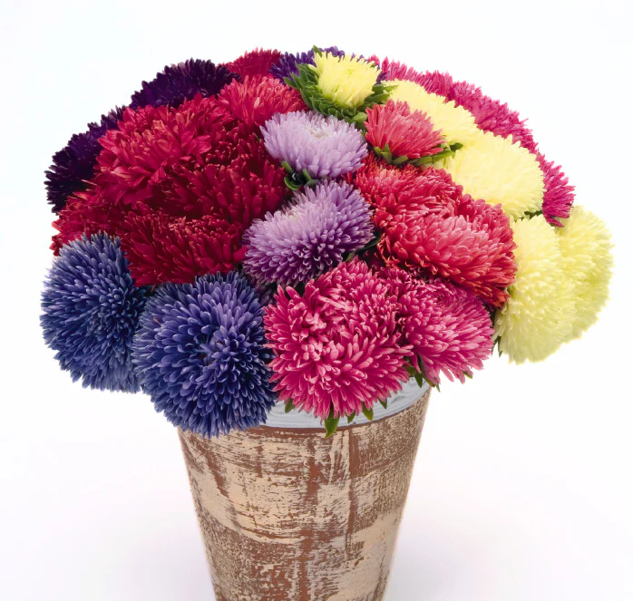 Gala Mix Aster Seeds - Image 2