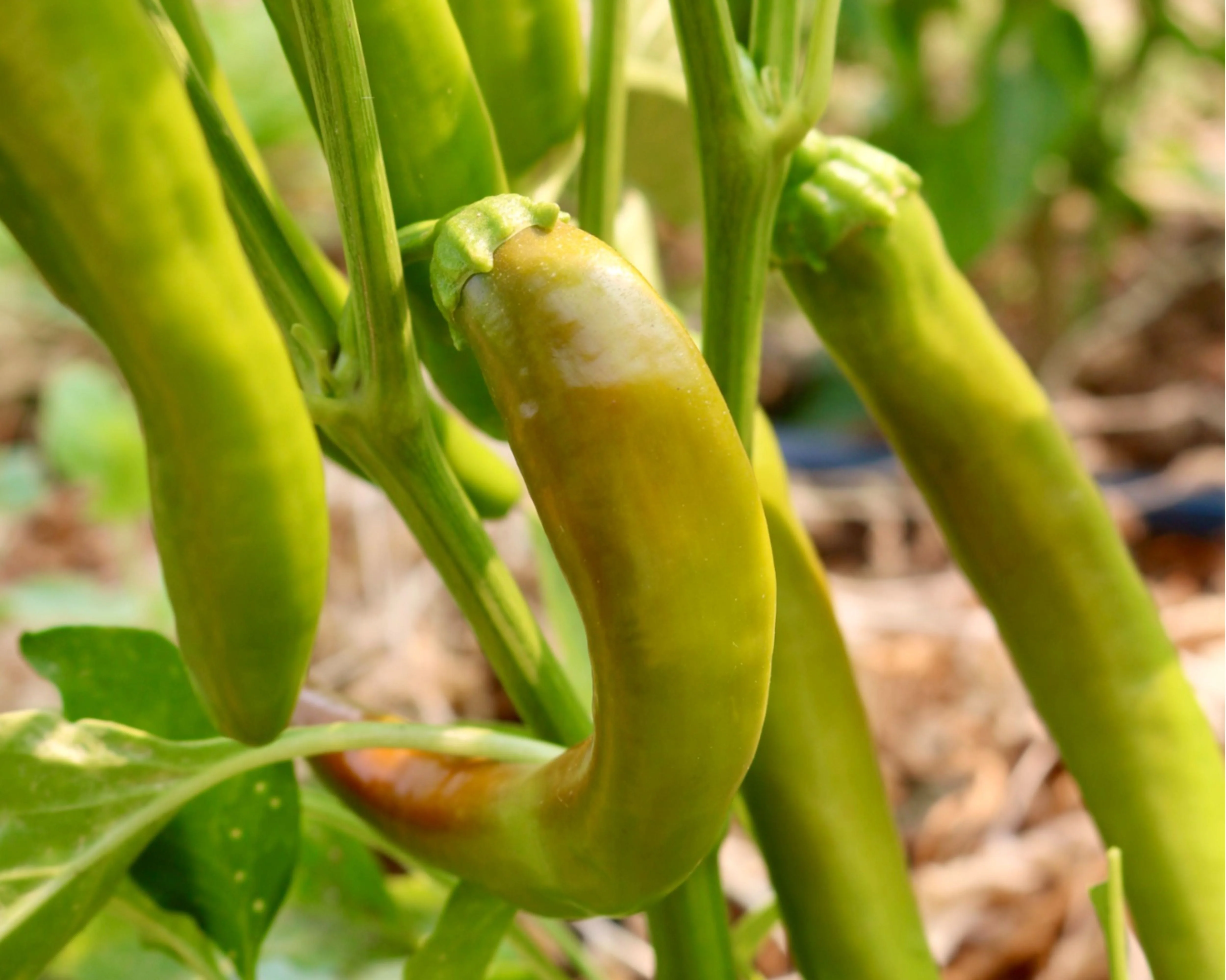 Garden Salsa Hybrid Hot Pepper Seeds - Image 2
