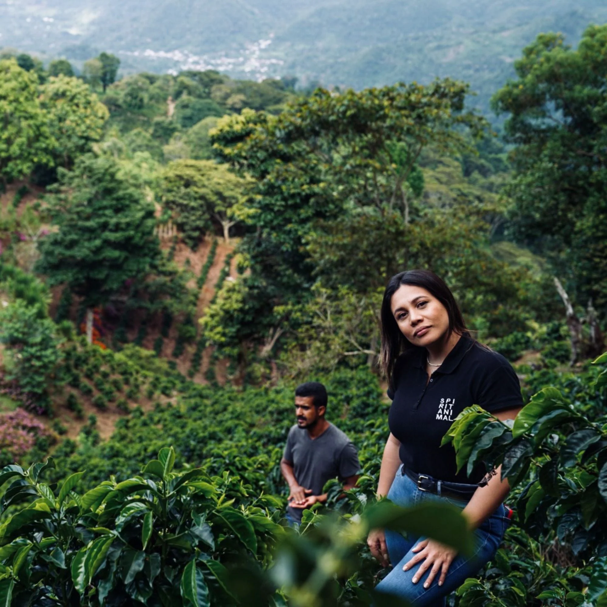 Geisha Coffee - Image 6