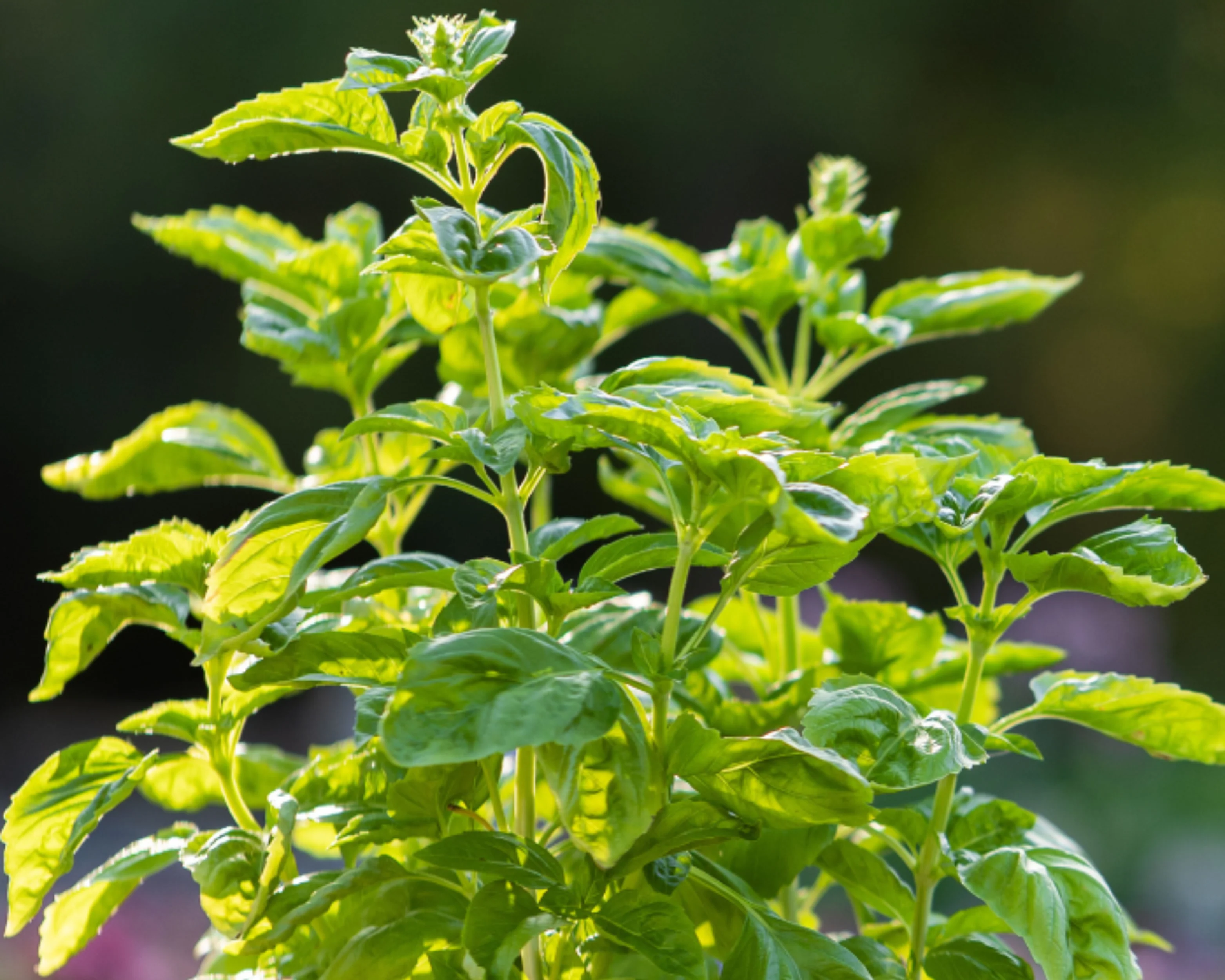 Genovese or Sweet Basil Seeds - Image 2
