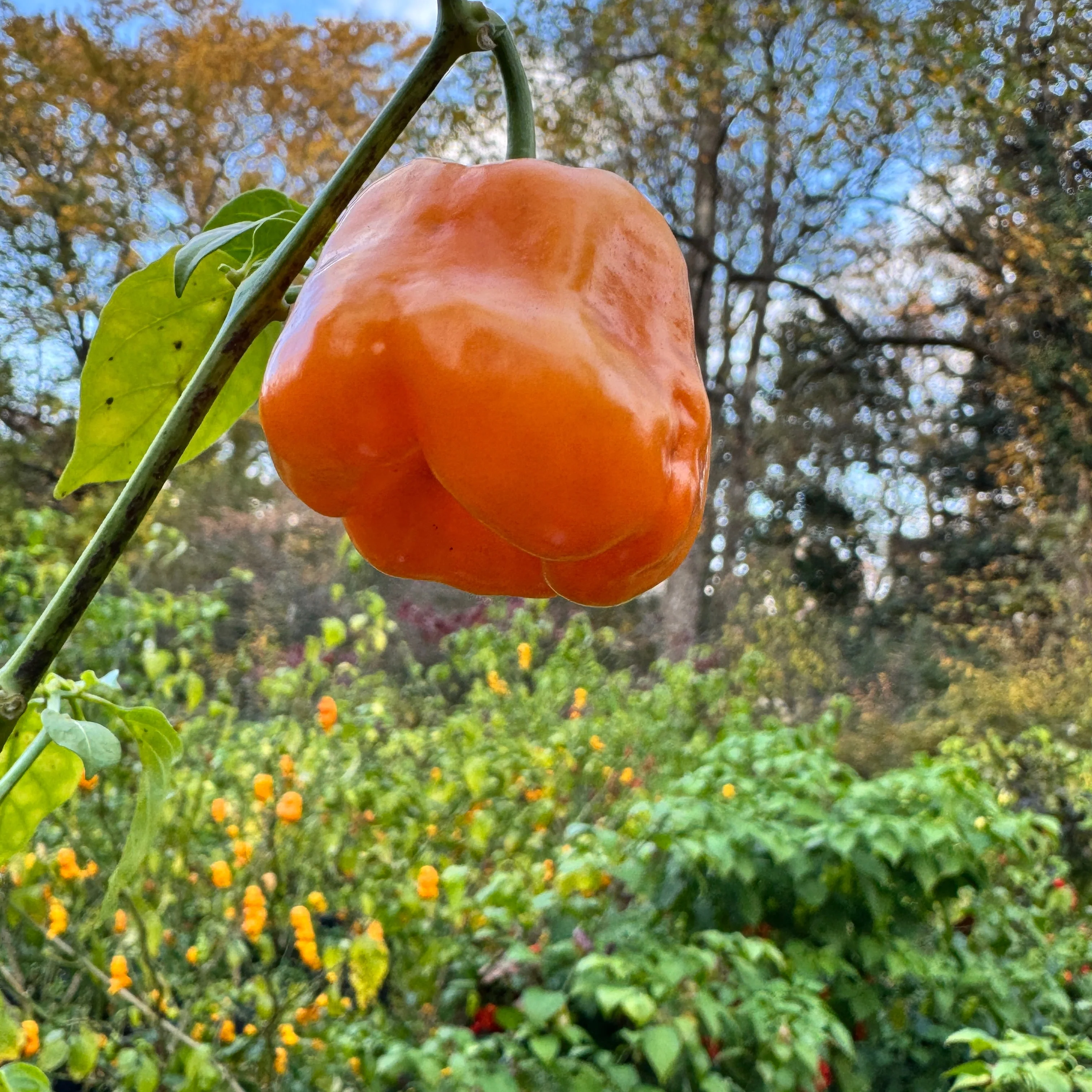 Georgia Peach - Seeds - Image 2