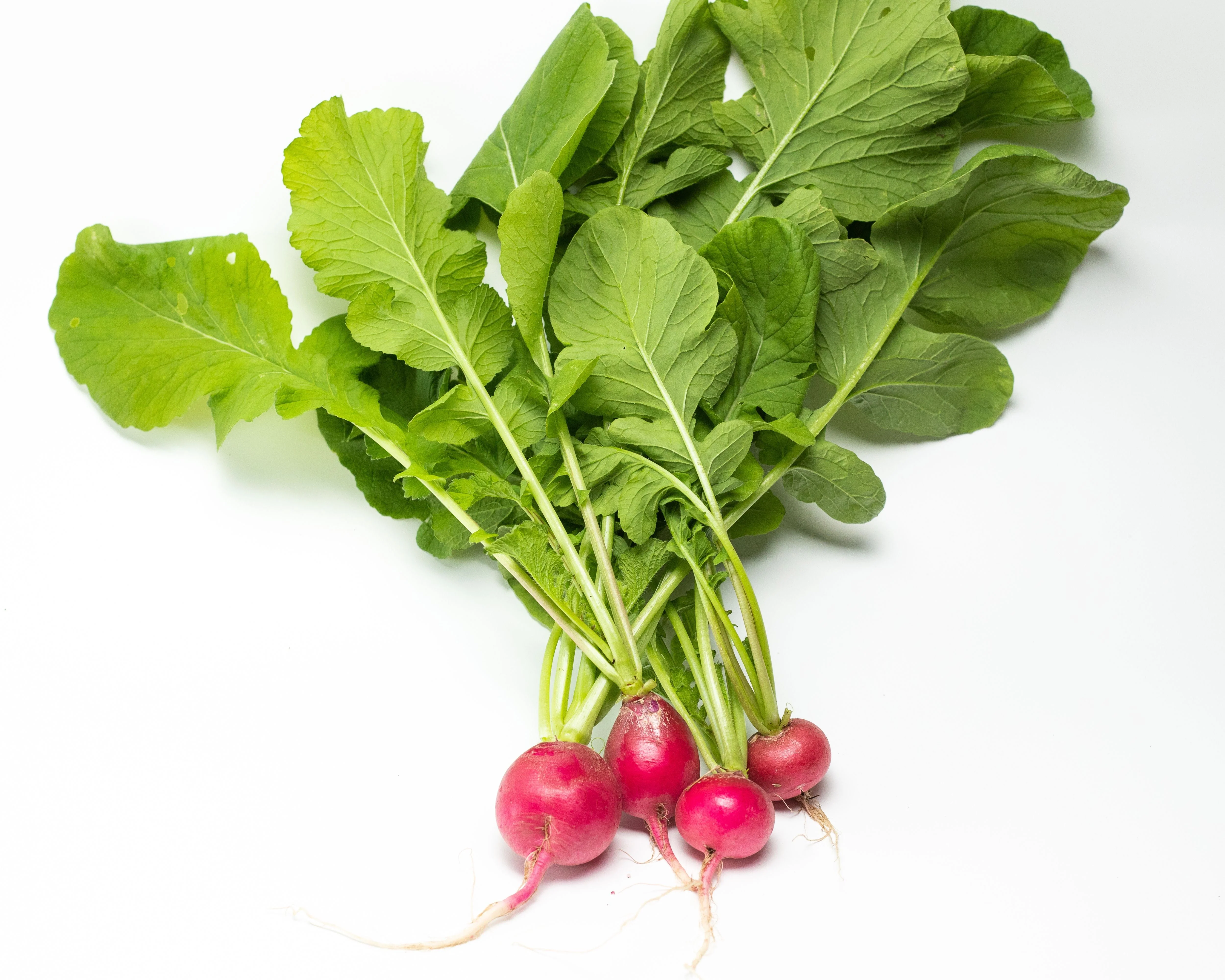 German Giant Radish Seeds - Image 2