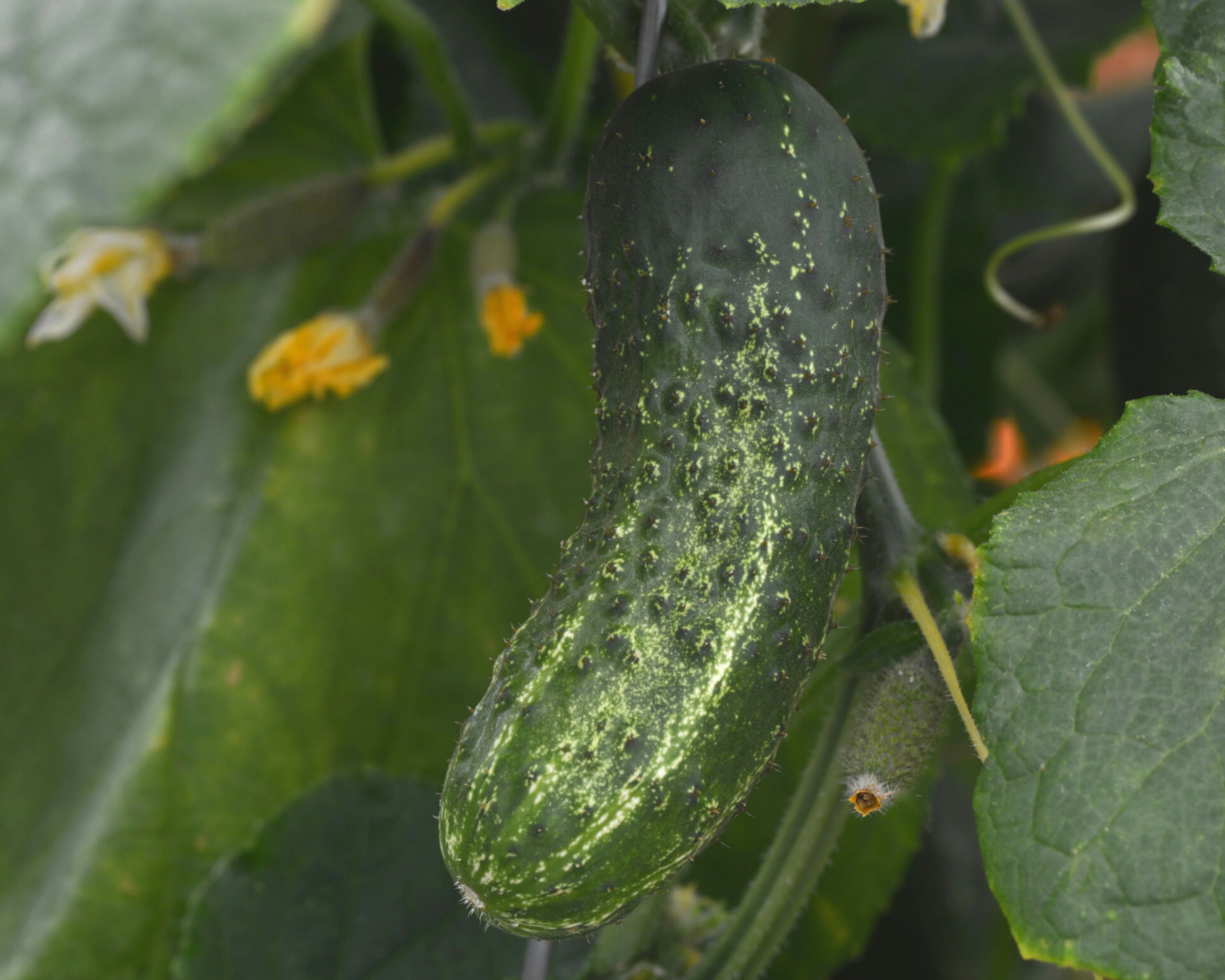 Gherking Hybrid Cucumber Seeds - Image 3