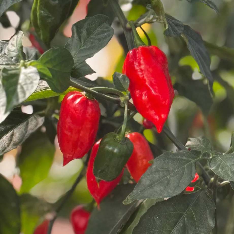 Ghost Pepper Seeds - Image 2