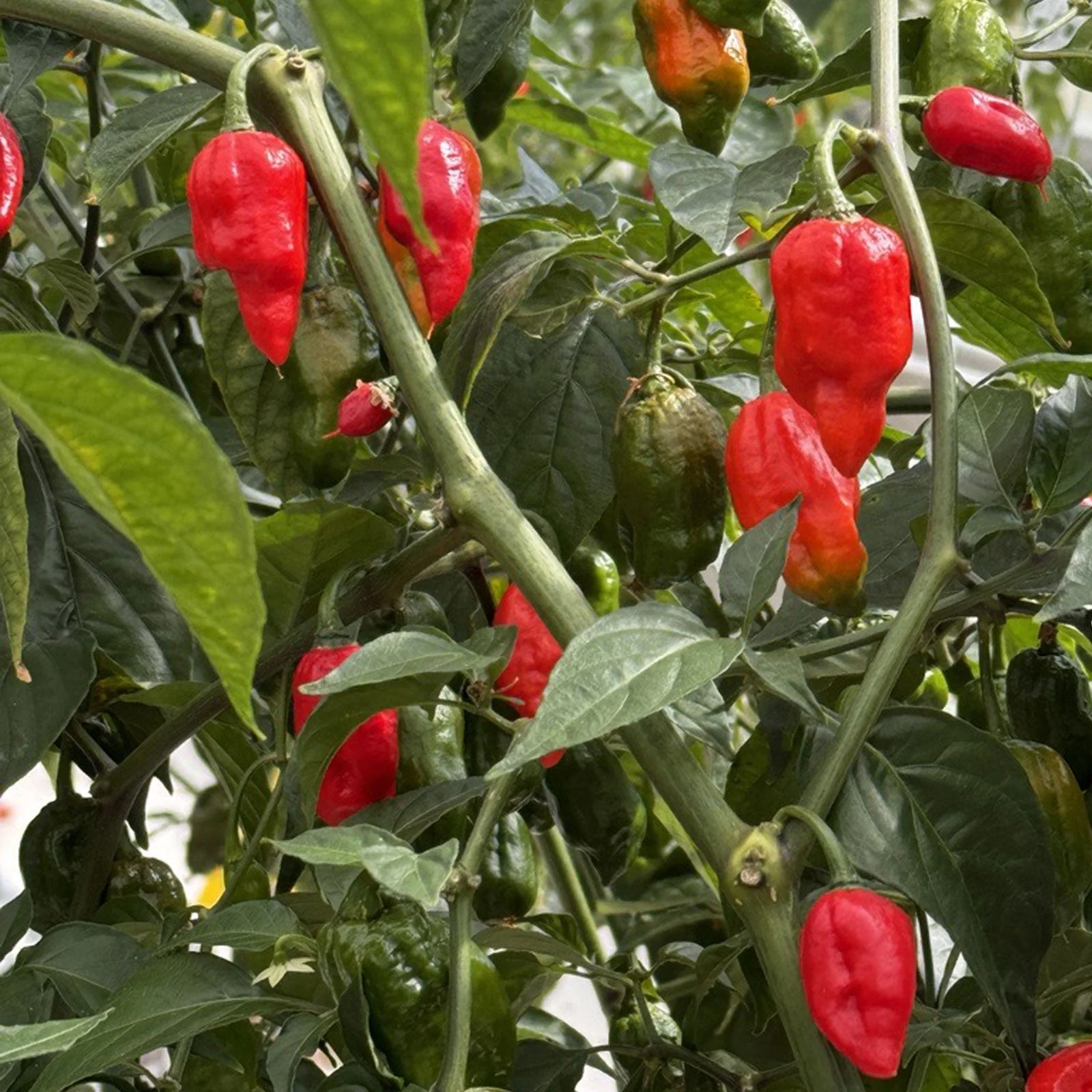 Ghost Pepper Seeds - Image 3