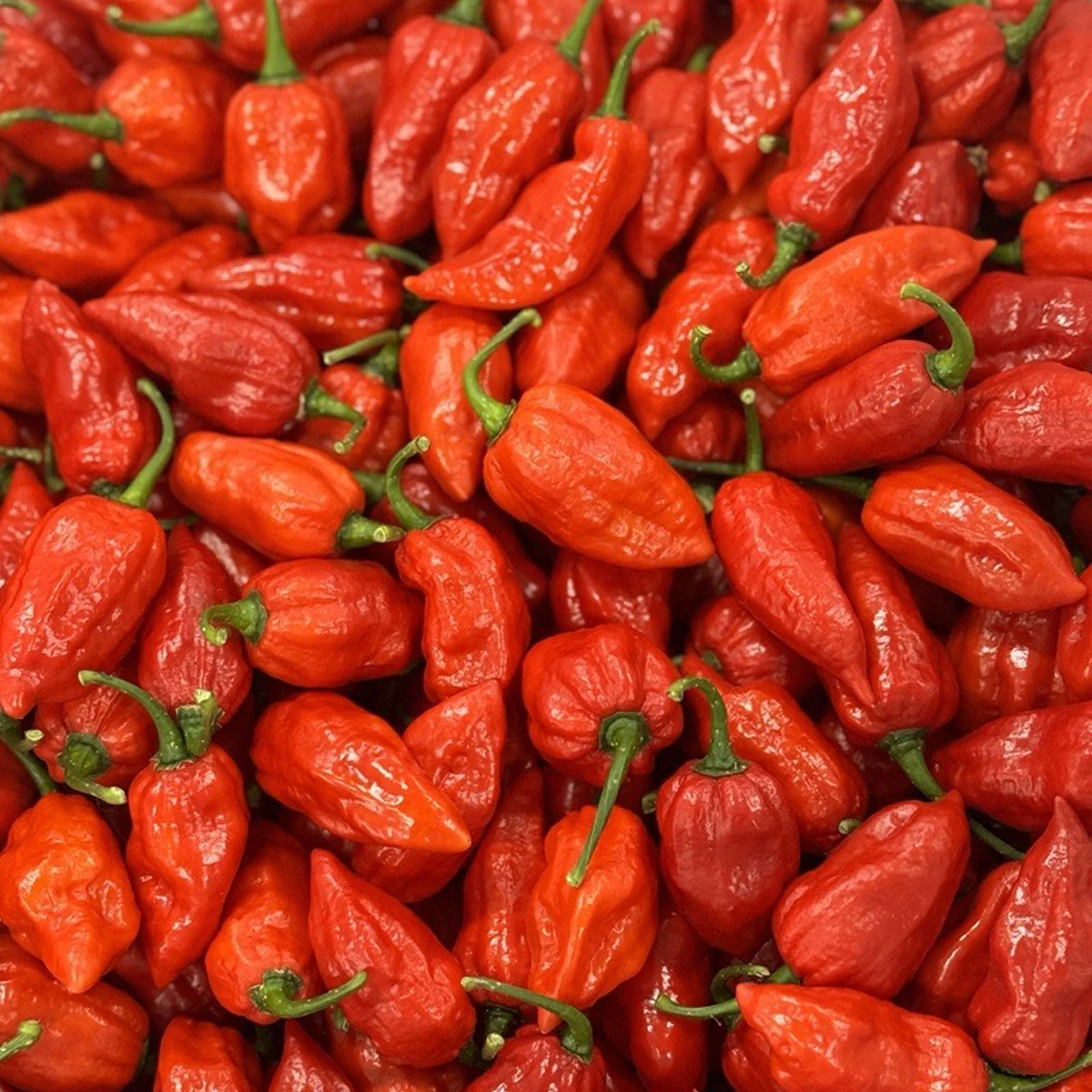 Ghost Pepper Seeds - Image 4