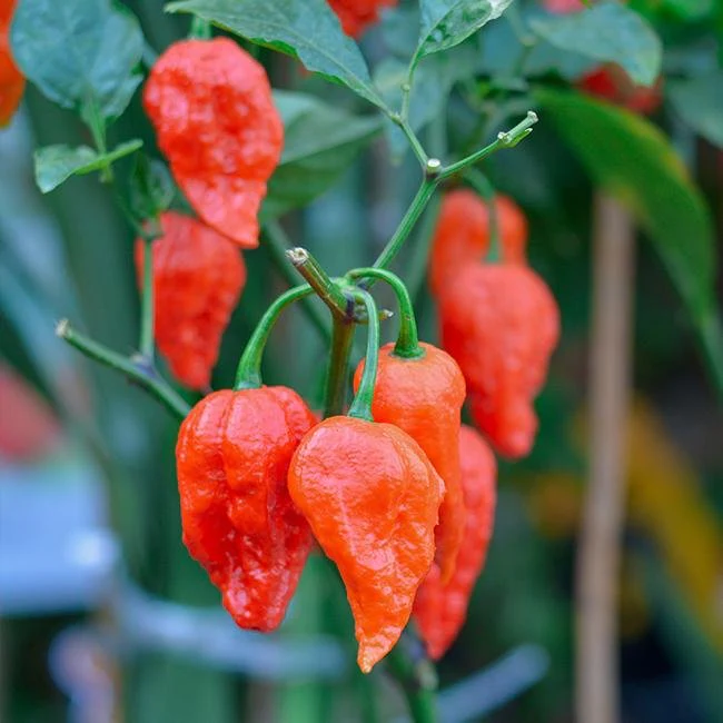 Ghost Pepper Seeds - Image 5