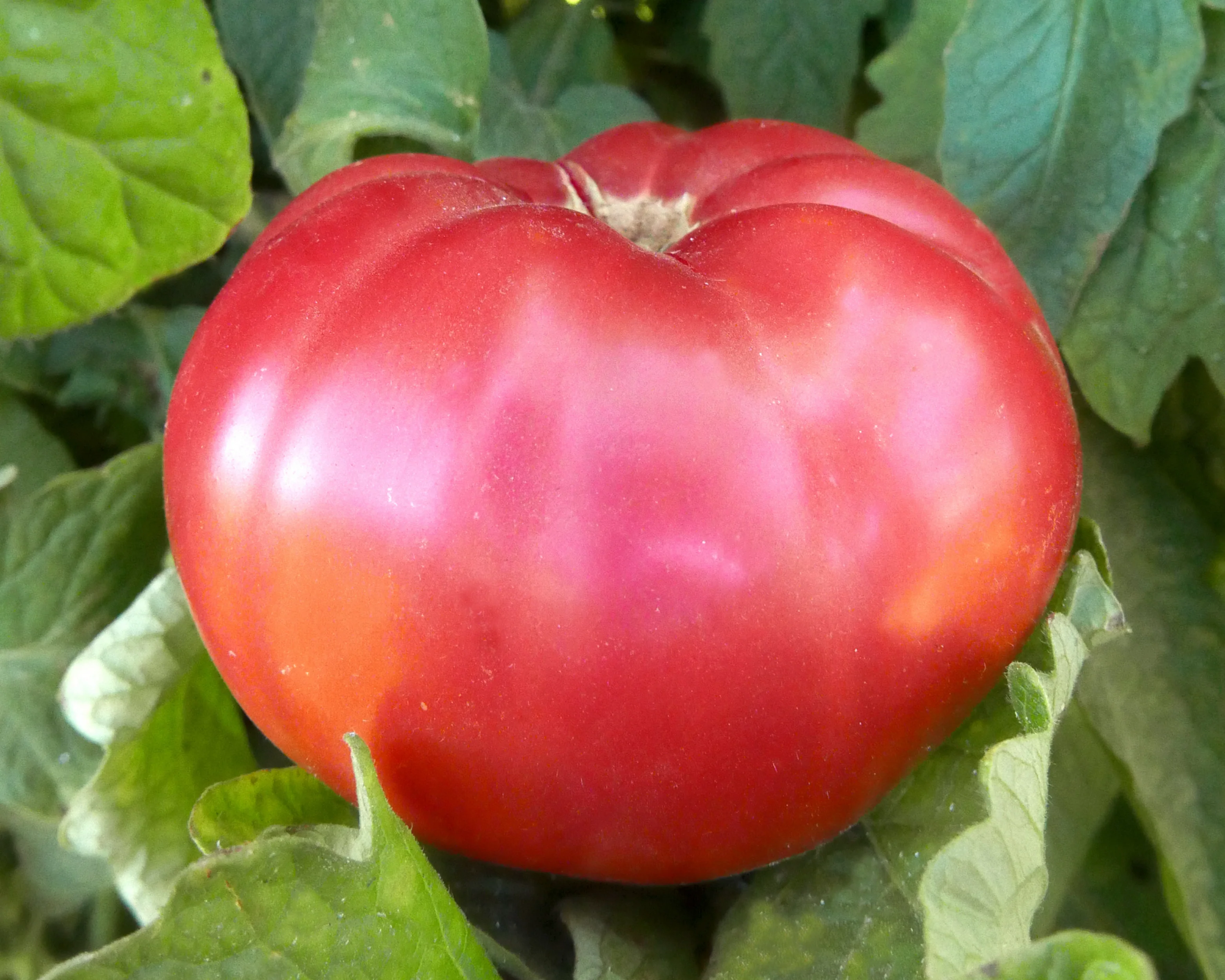 Giant Belgium Tomato Seeds - Image 2