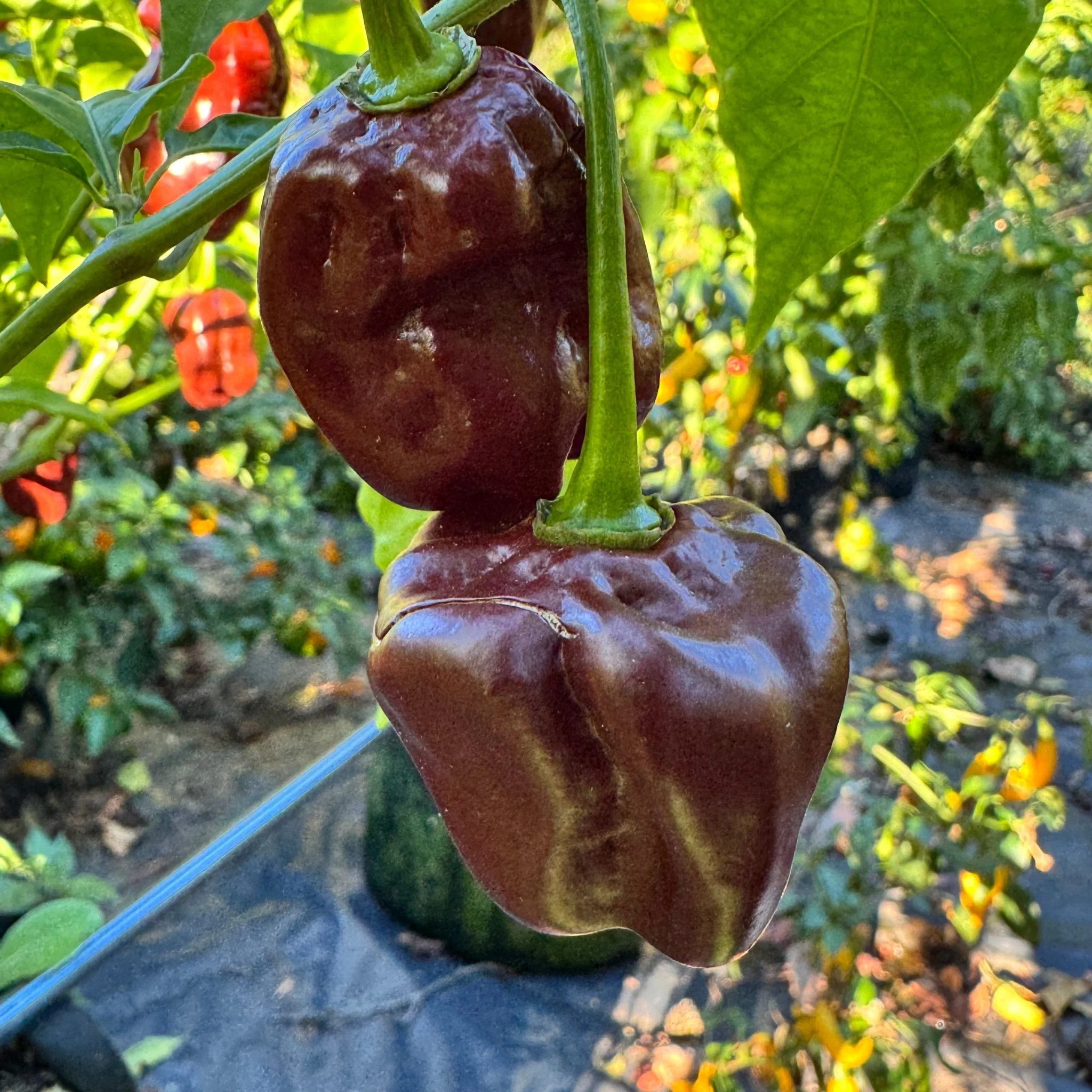 Giant Chocolate Habanero - Seeds - Image 2