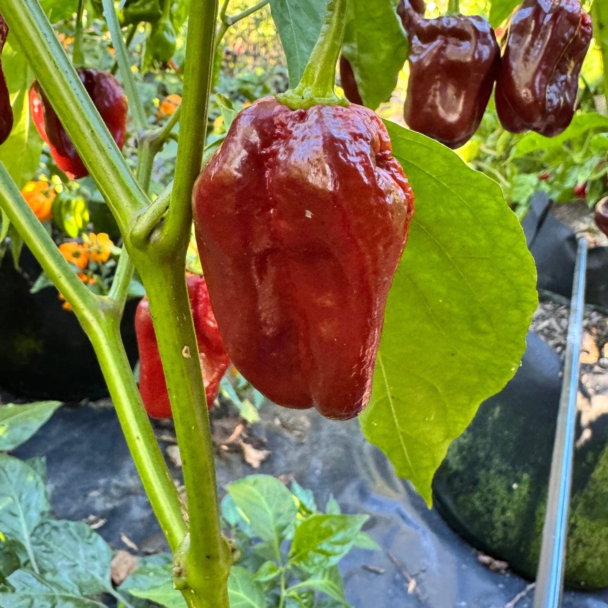 Giant Chocolate Habanero - Seeds - Image 3