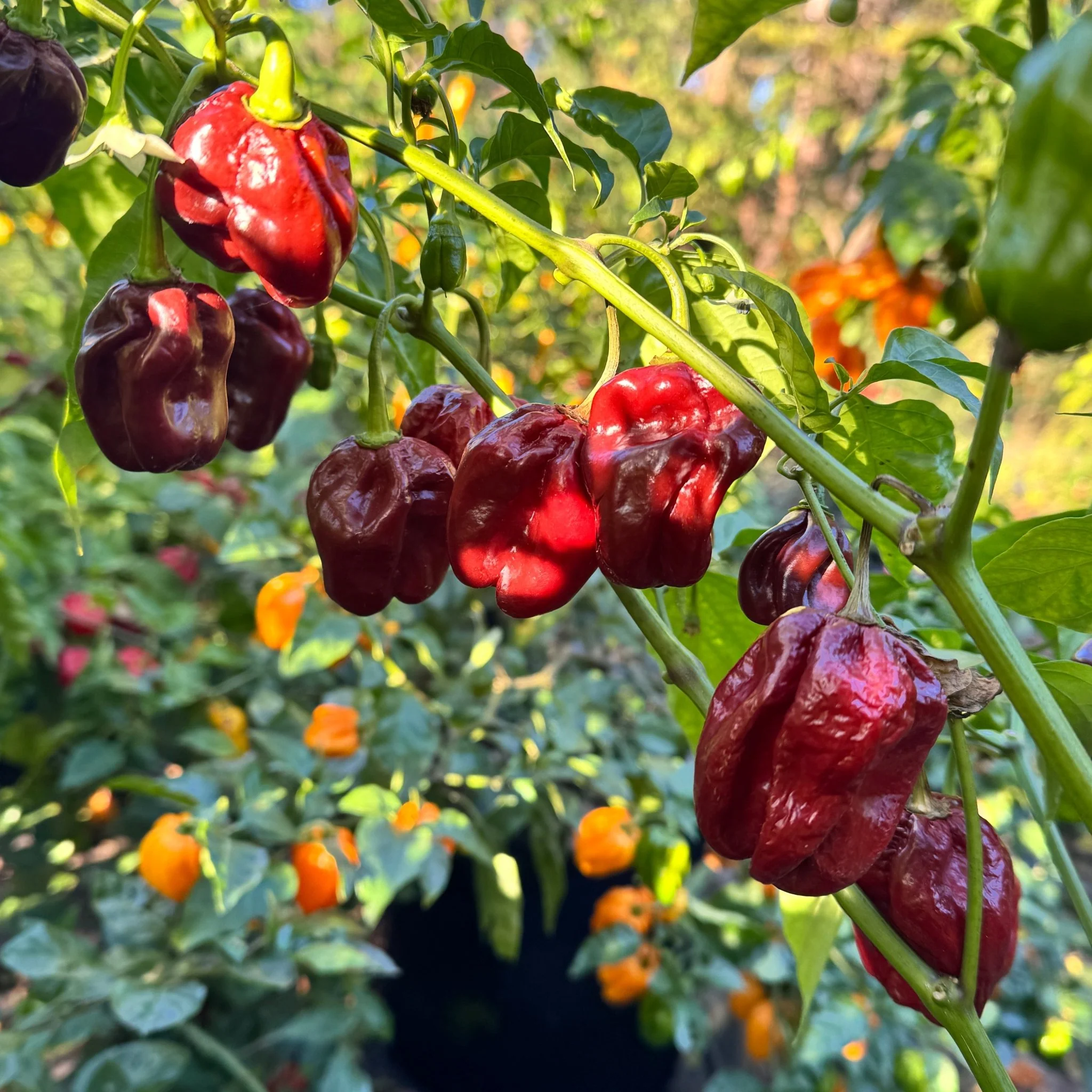 Giant Chocolate Habanero - Seeds - Image 4