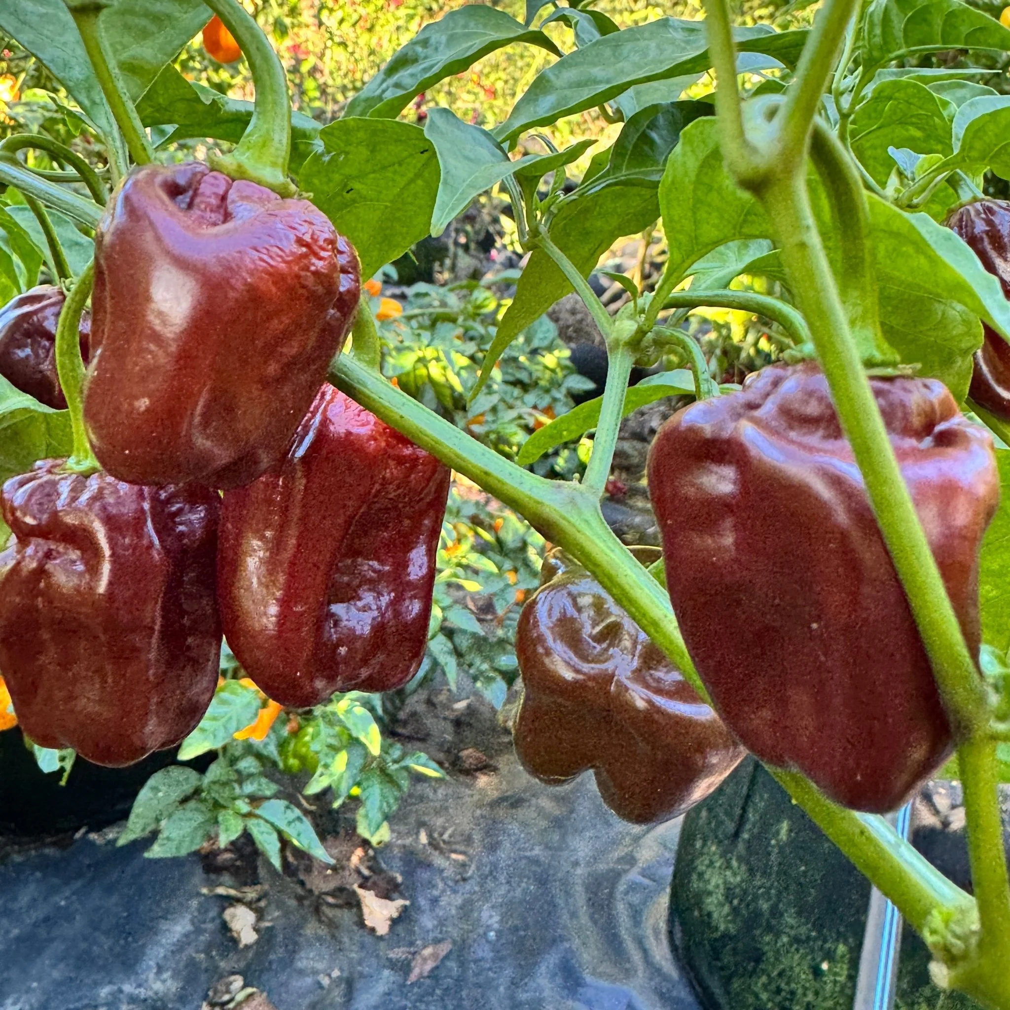 Giant Chocolate Habanero - Seeds - Image 5