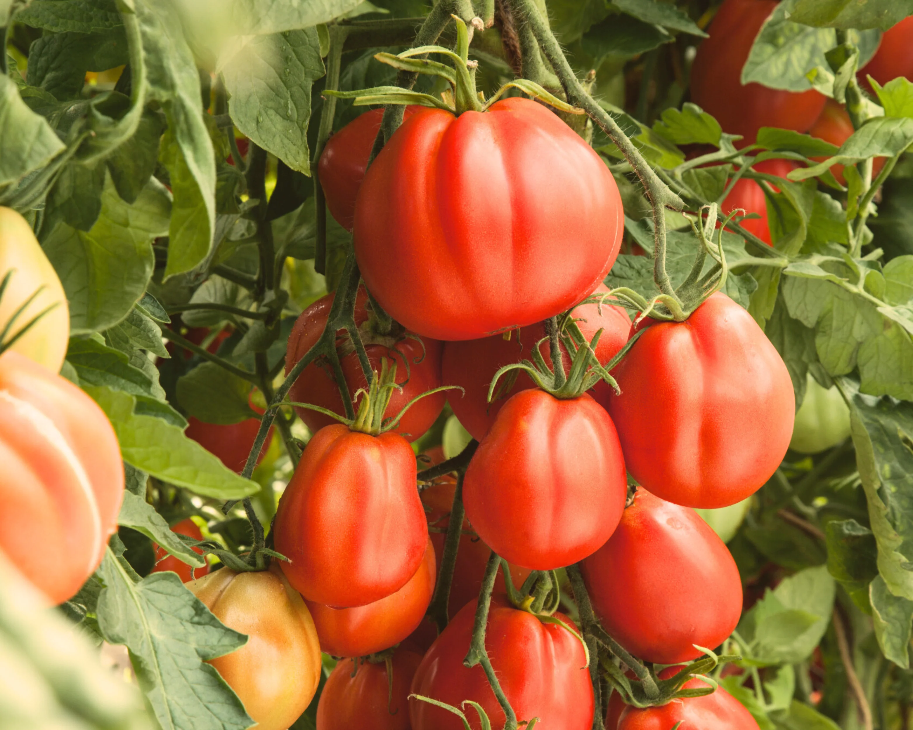 Giant Garden Paste Hybrid Tomato Seeds - Image 2