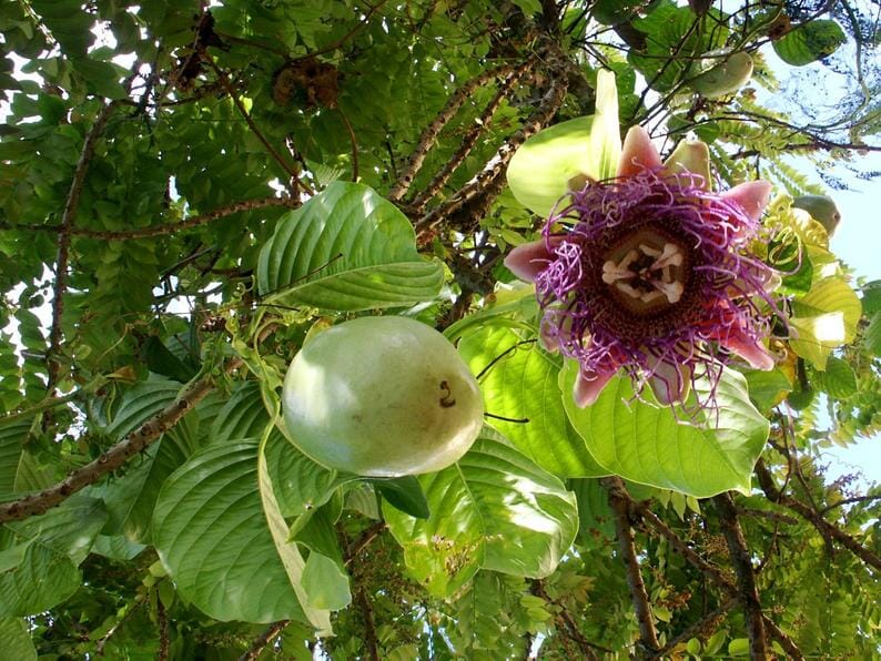 Giant Granadilla Plant - Image 2