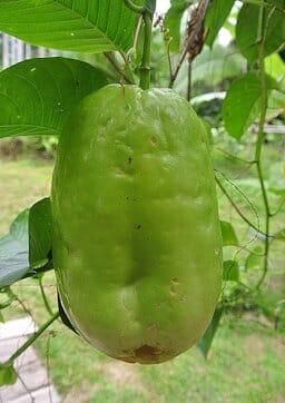 Giant Granadilla Plant - Image 3