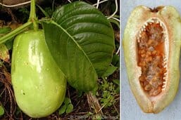 Giant Granadilla Plant - Image 4