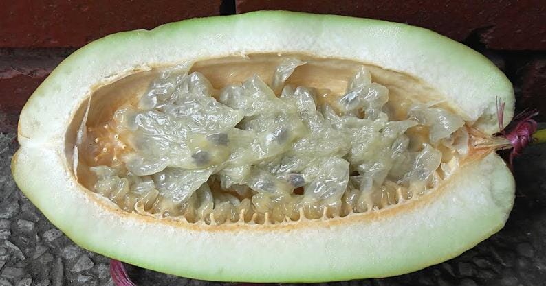 Giant Granadilla Plant - Image 5