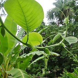 Giant Granadilla Plant - Image 6