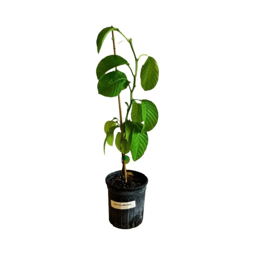 Giant Granadilla Plant - Image 7