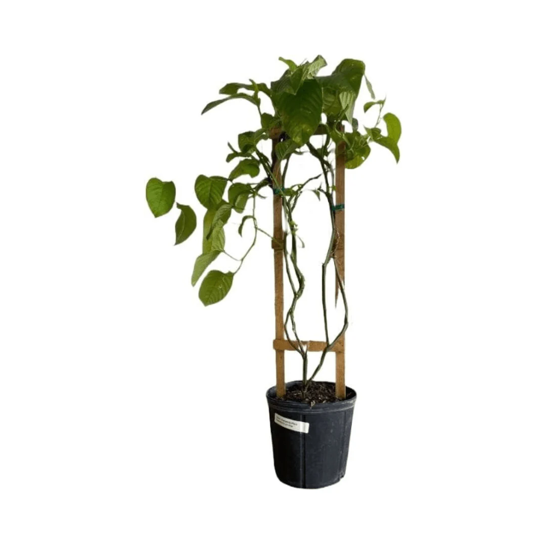 Giant Granadilla Plant - Image 8