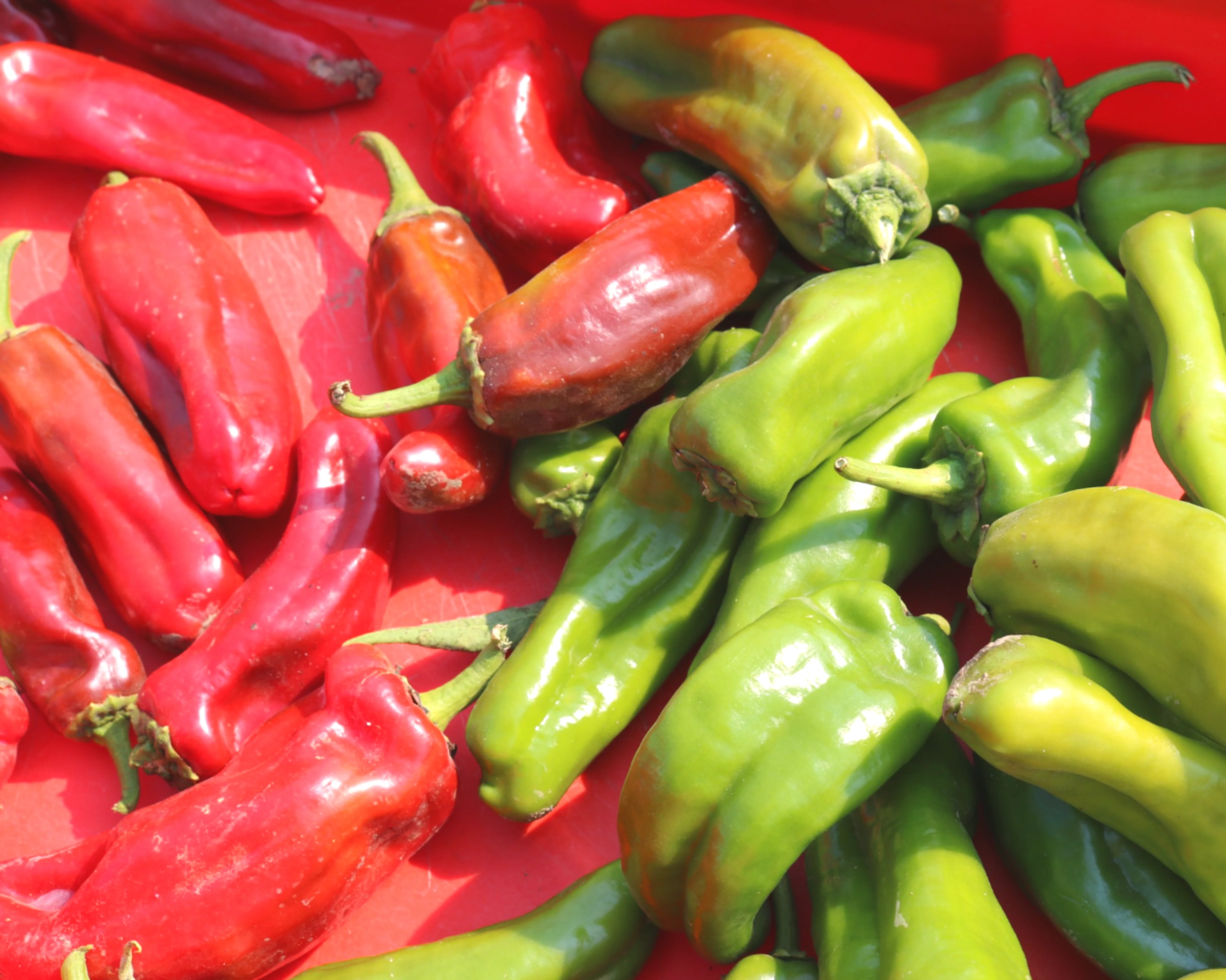 Giant Marconi Hybrid Pepper Seeds - Image 2