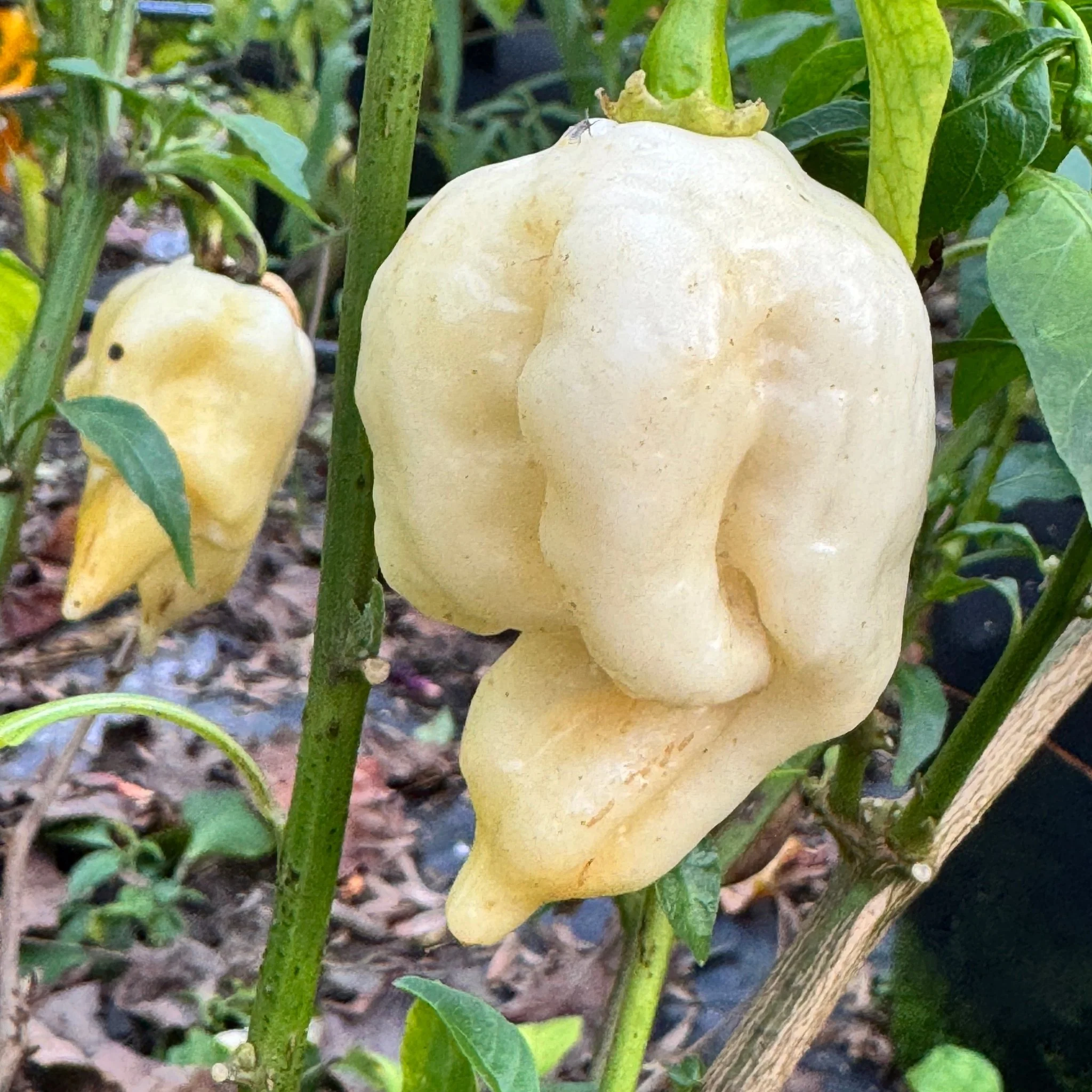 Giant White Scorpion - Seeds - Image 2