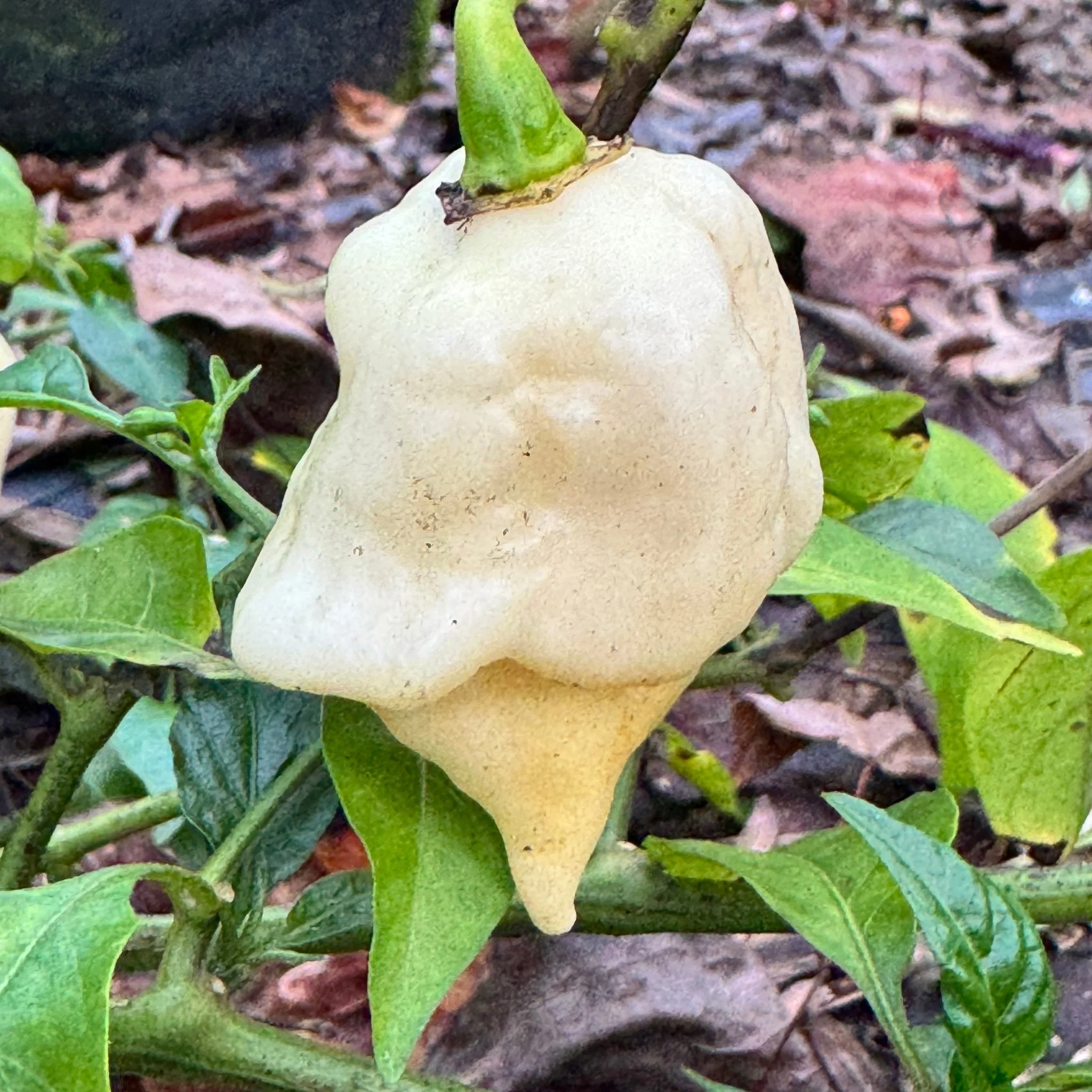 Giant White Scorpion - Seeds - Image 3