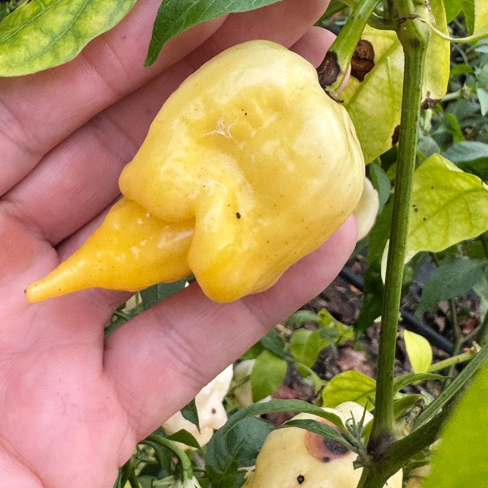 Giant White Scorpion - Seeds - Image 4
