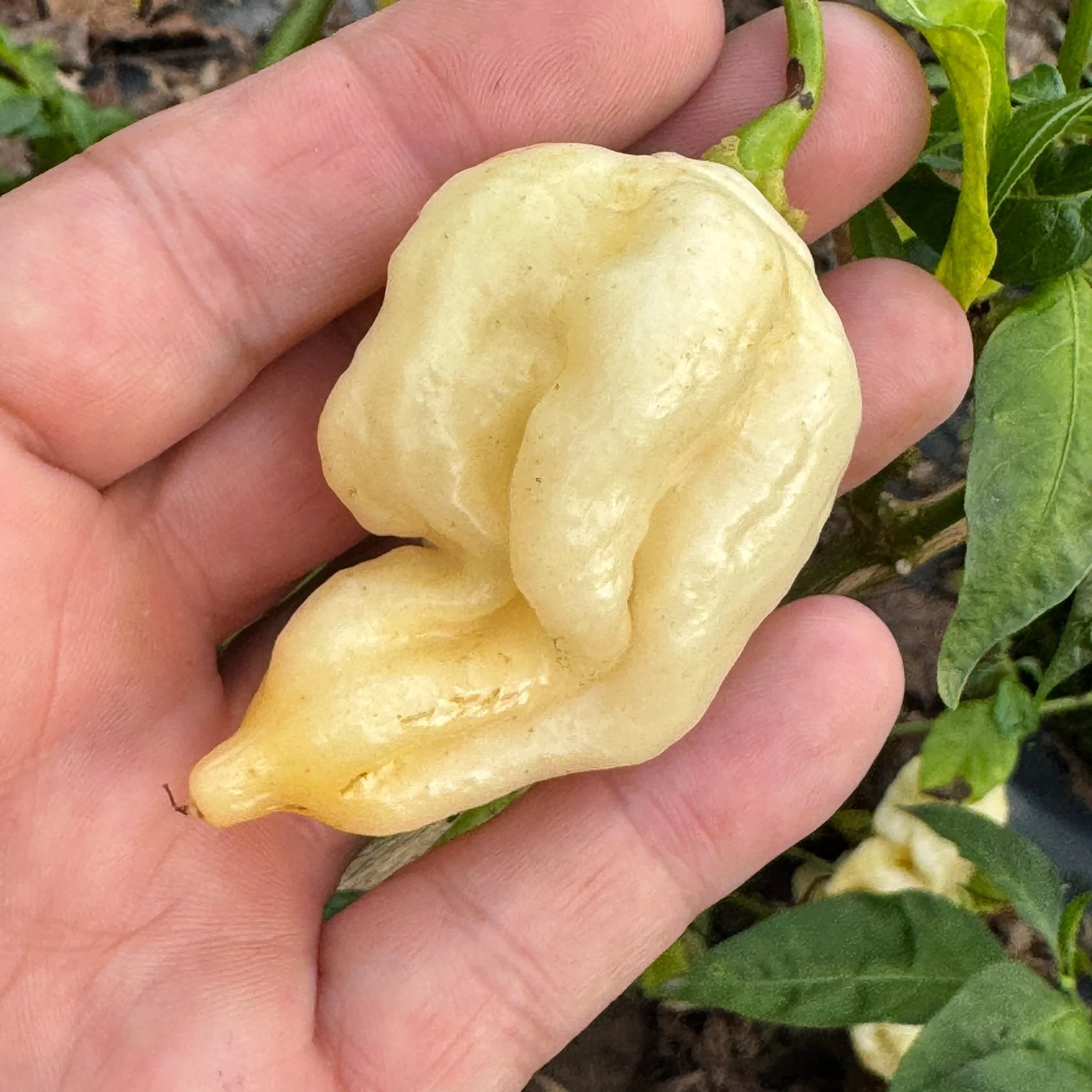 Giant White Scorpion - Seeds - Image 5