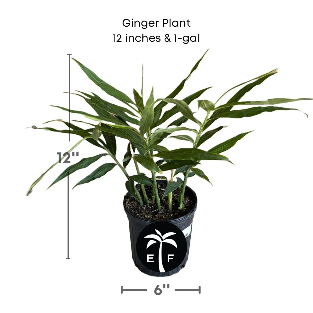 Ginger Plant - Image 3