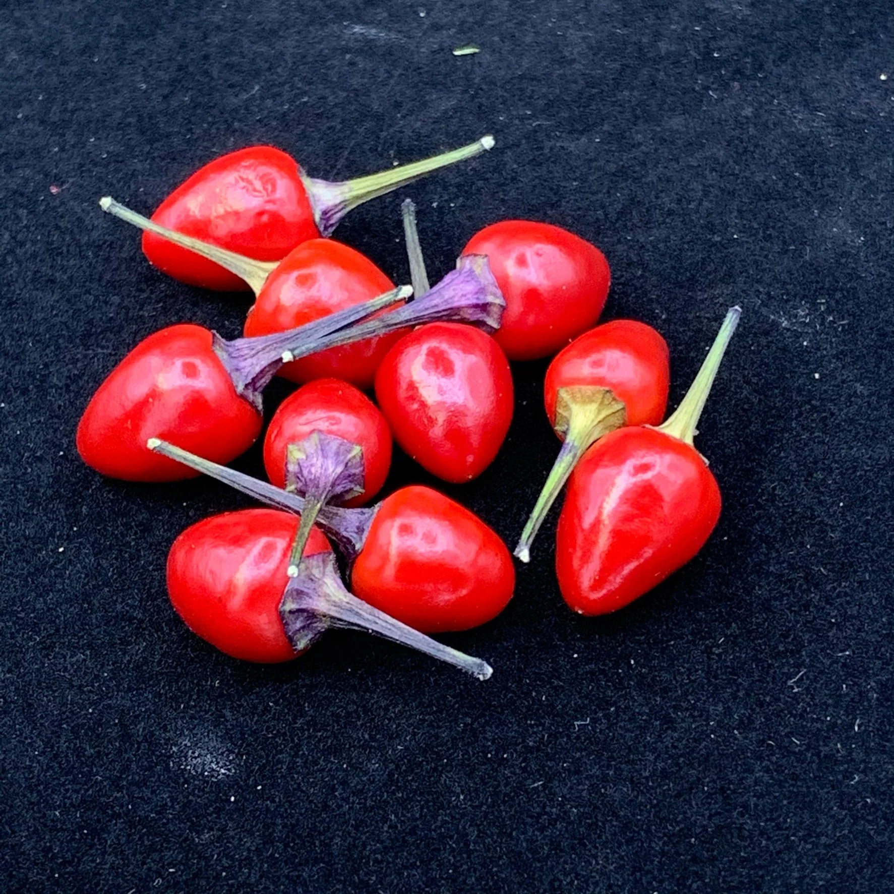 Girlyanda - Seeds - Image 2