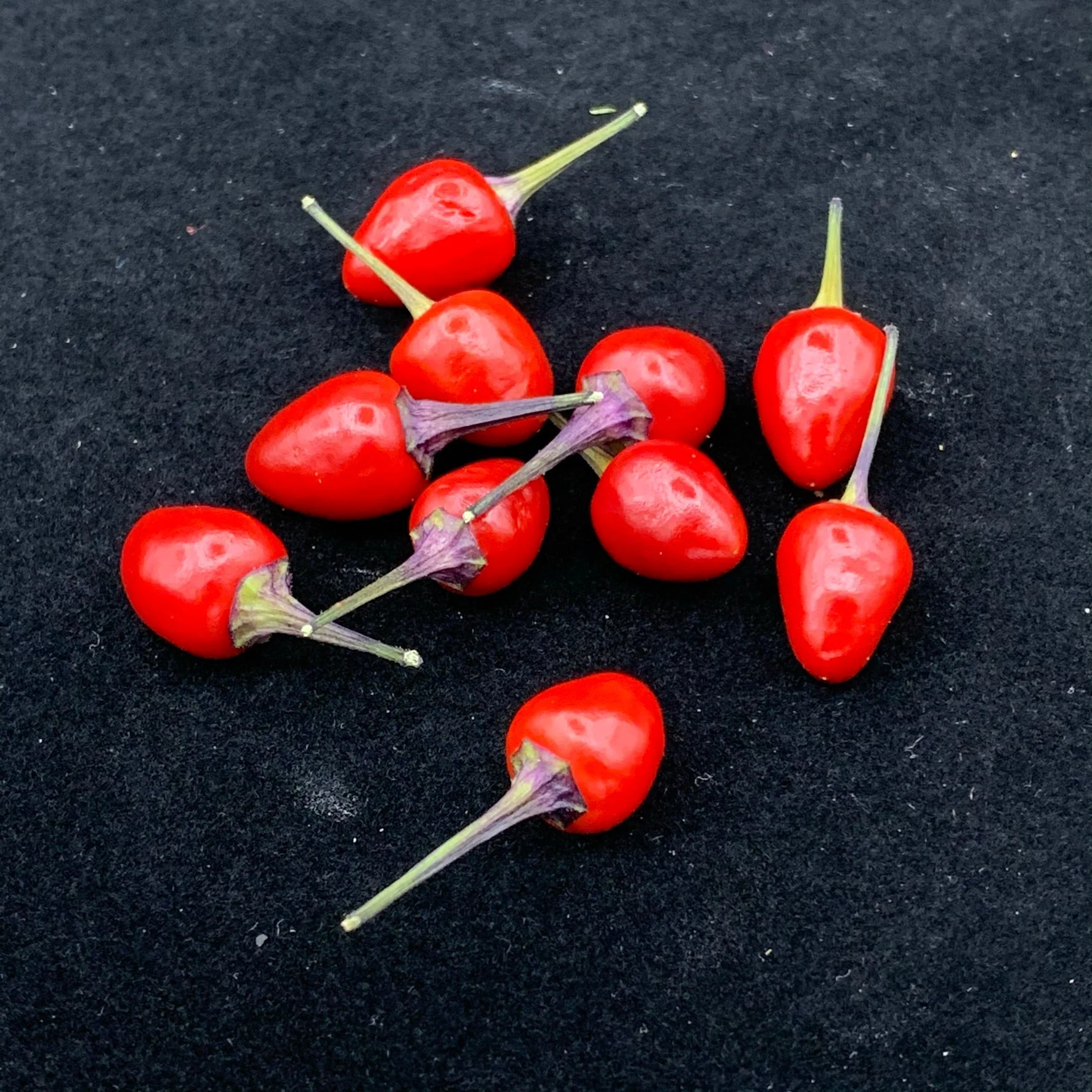 Girlyanda - Seeds - Image 3