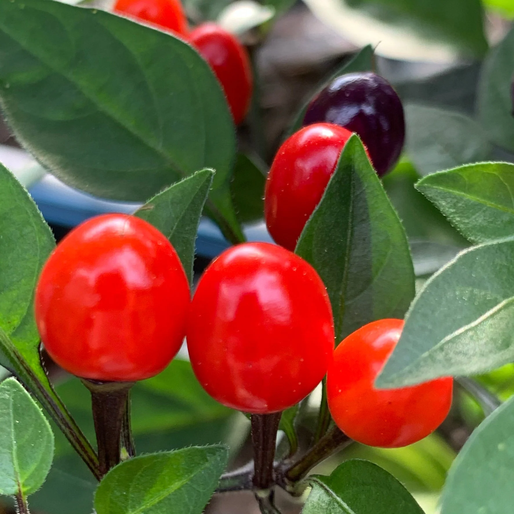 Girlyanda - Seeds - Image 5