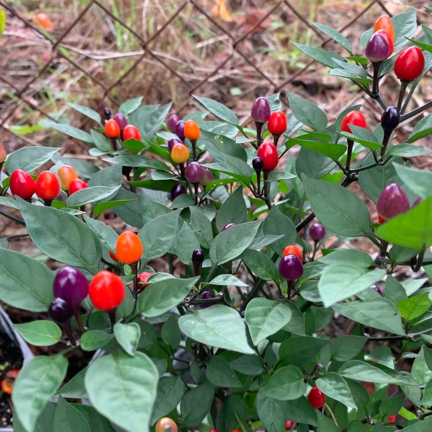 Girlyanda - Seeds - Image 6