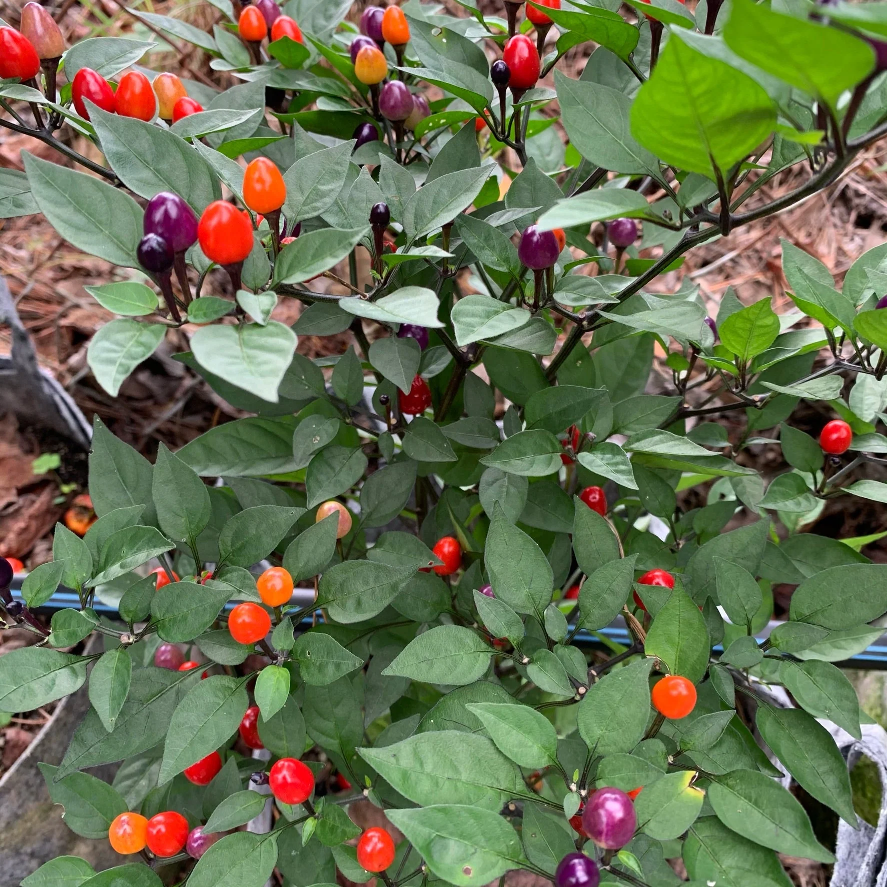 Girlyanda - Seeds - Image 7