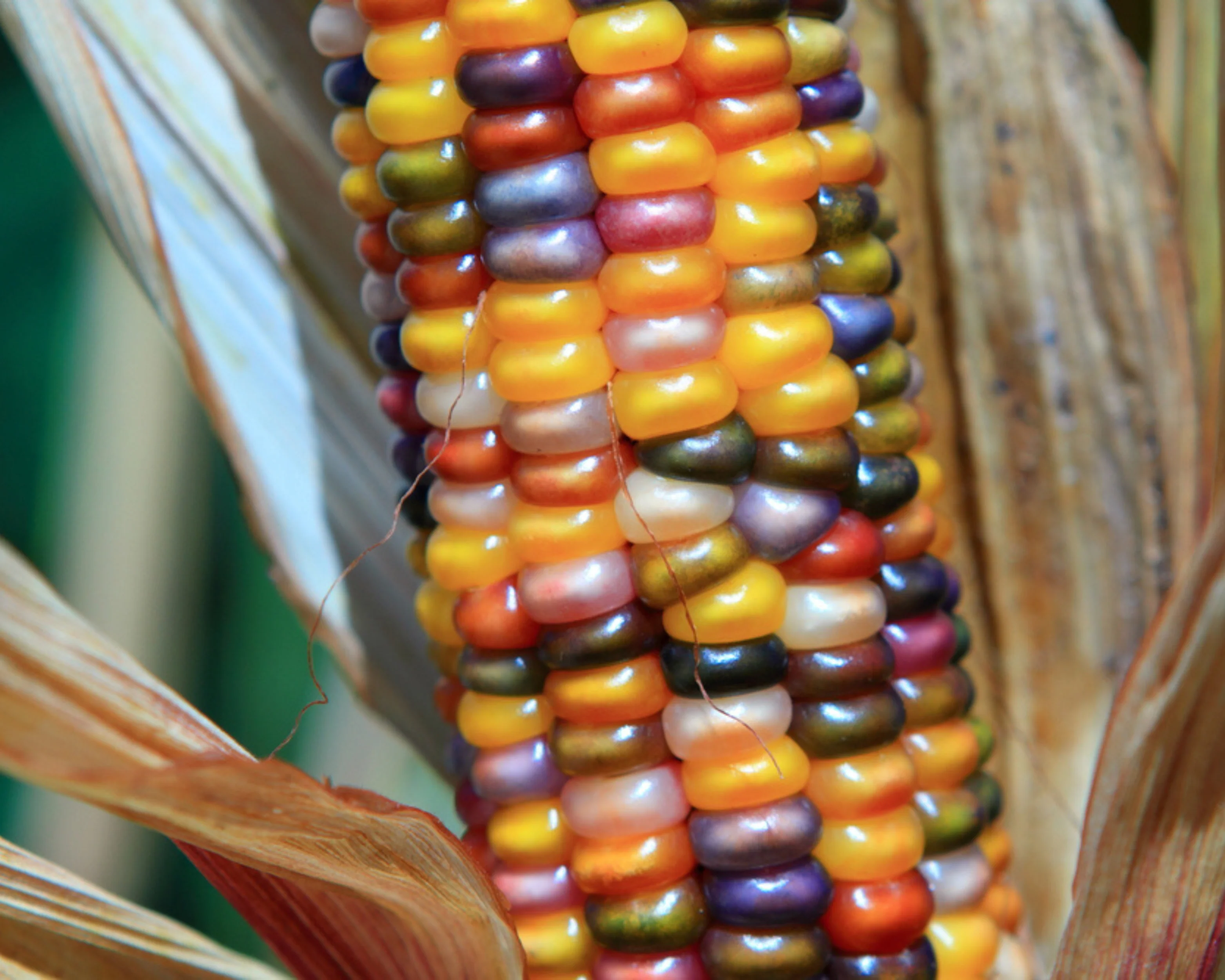 Glass Gem Corn Seeds - Image 2