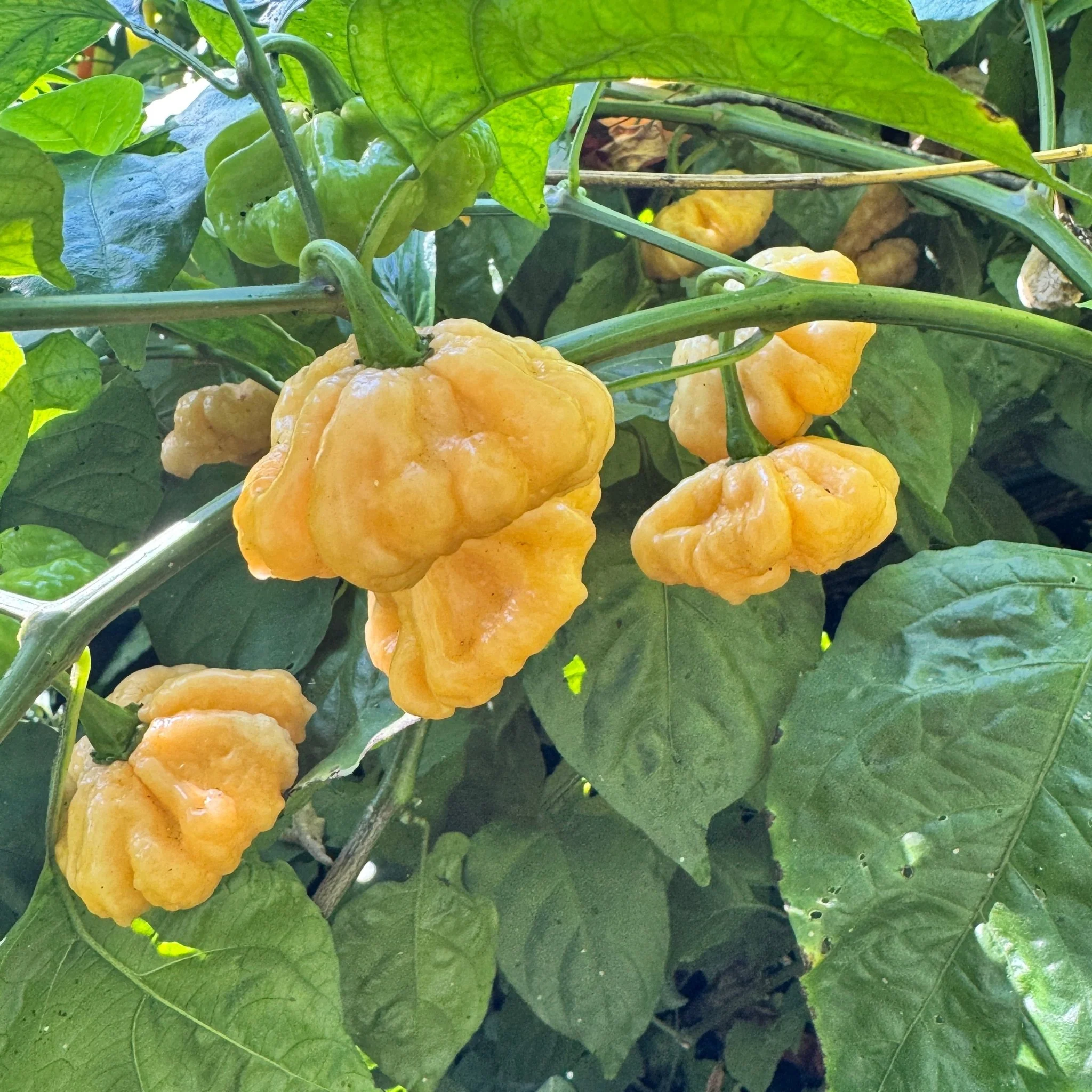 Goat Brains - Seeds - Image 2