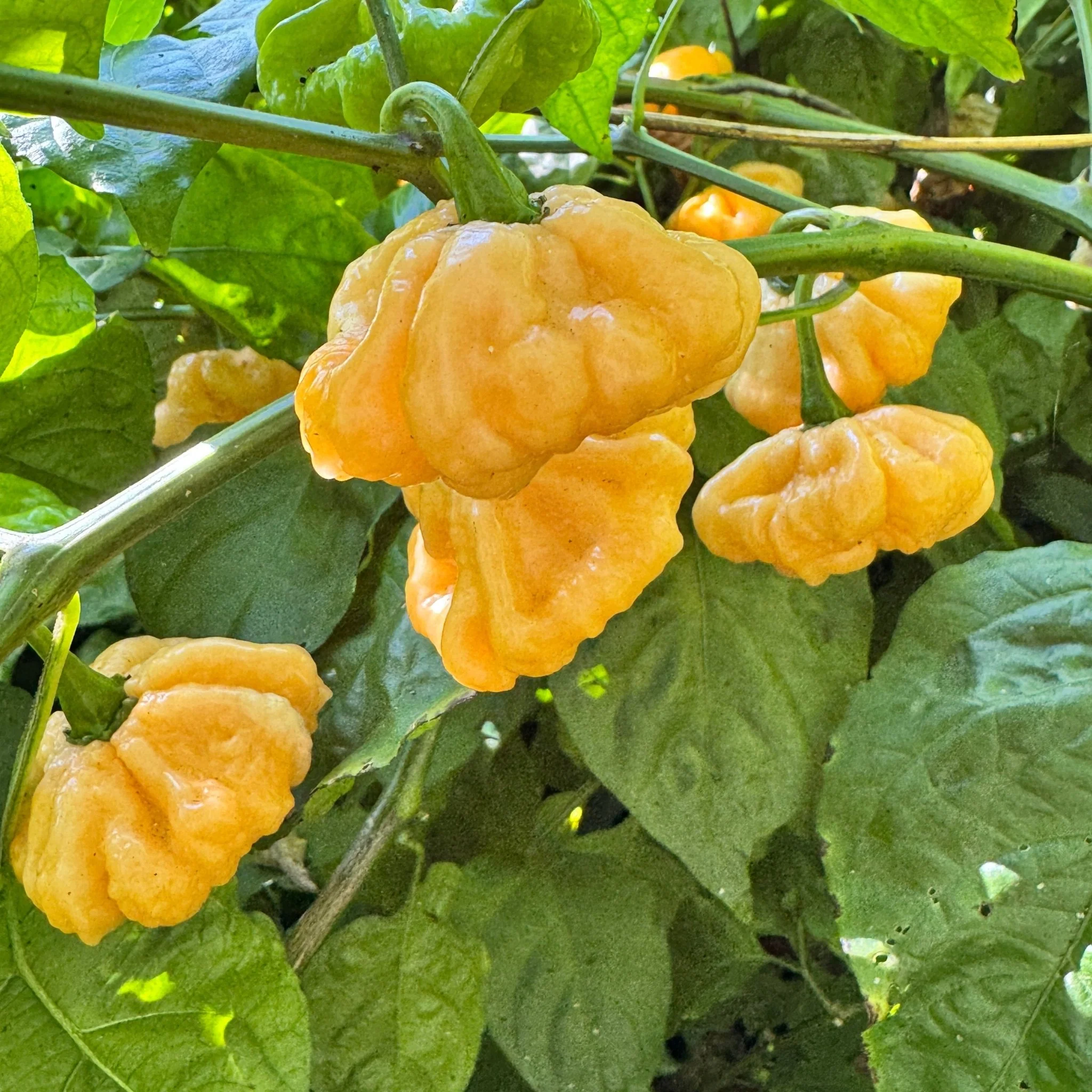 Goat Brains - Seeds - Image 3