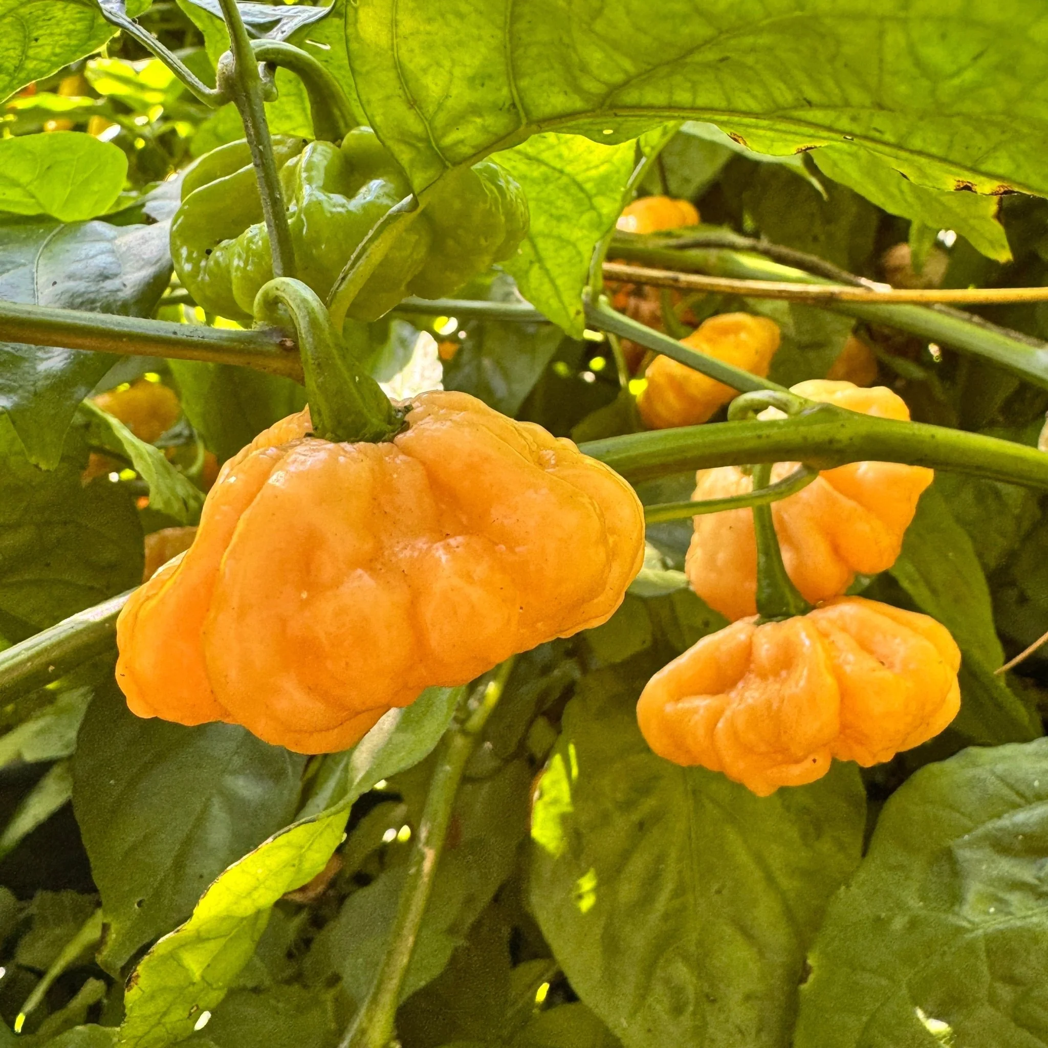 Goat Brains - Seeds - Image 5