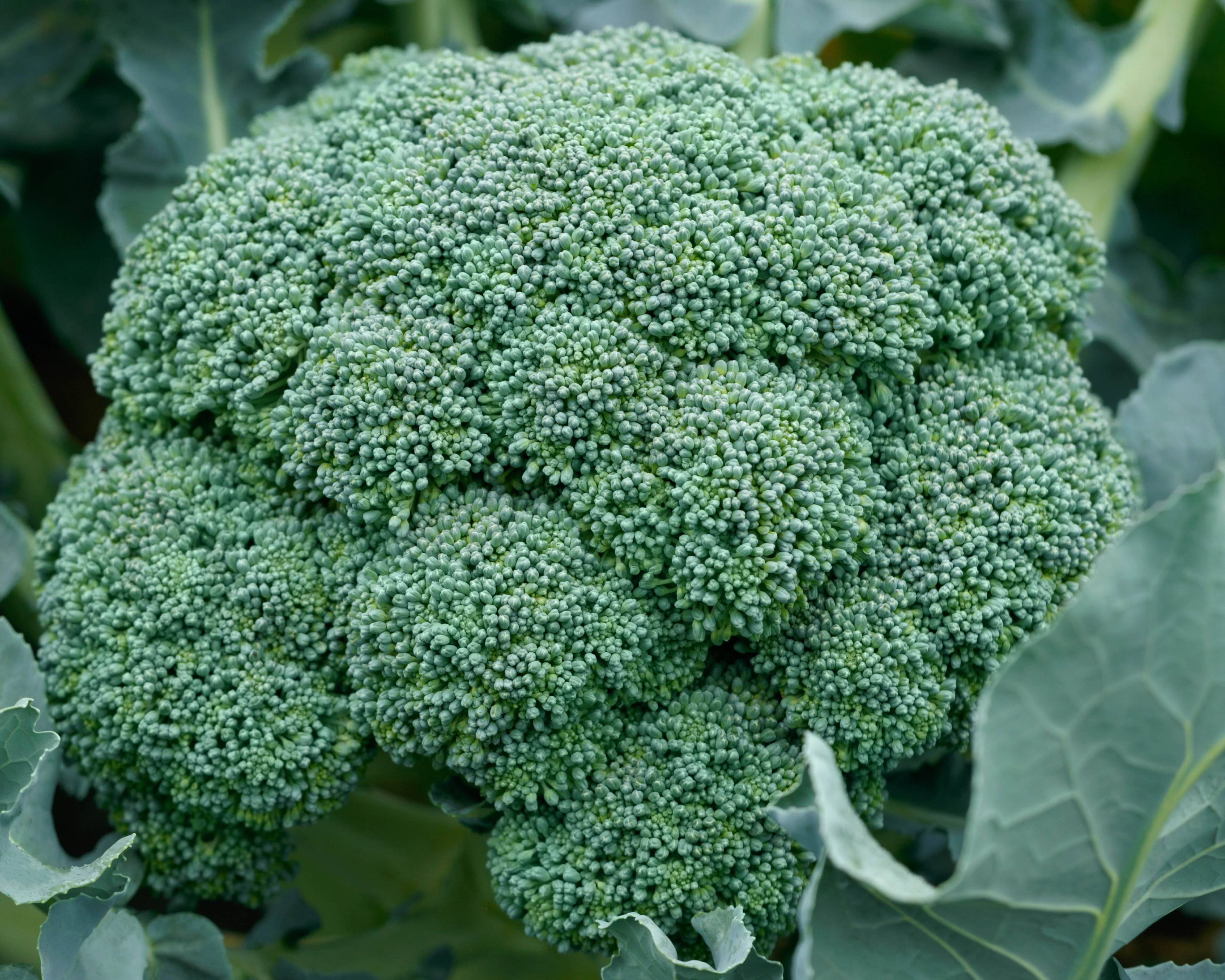 Godzilla Hybrid Broccoli Seeds - Image 2
