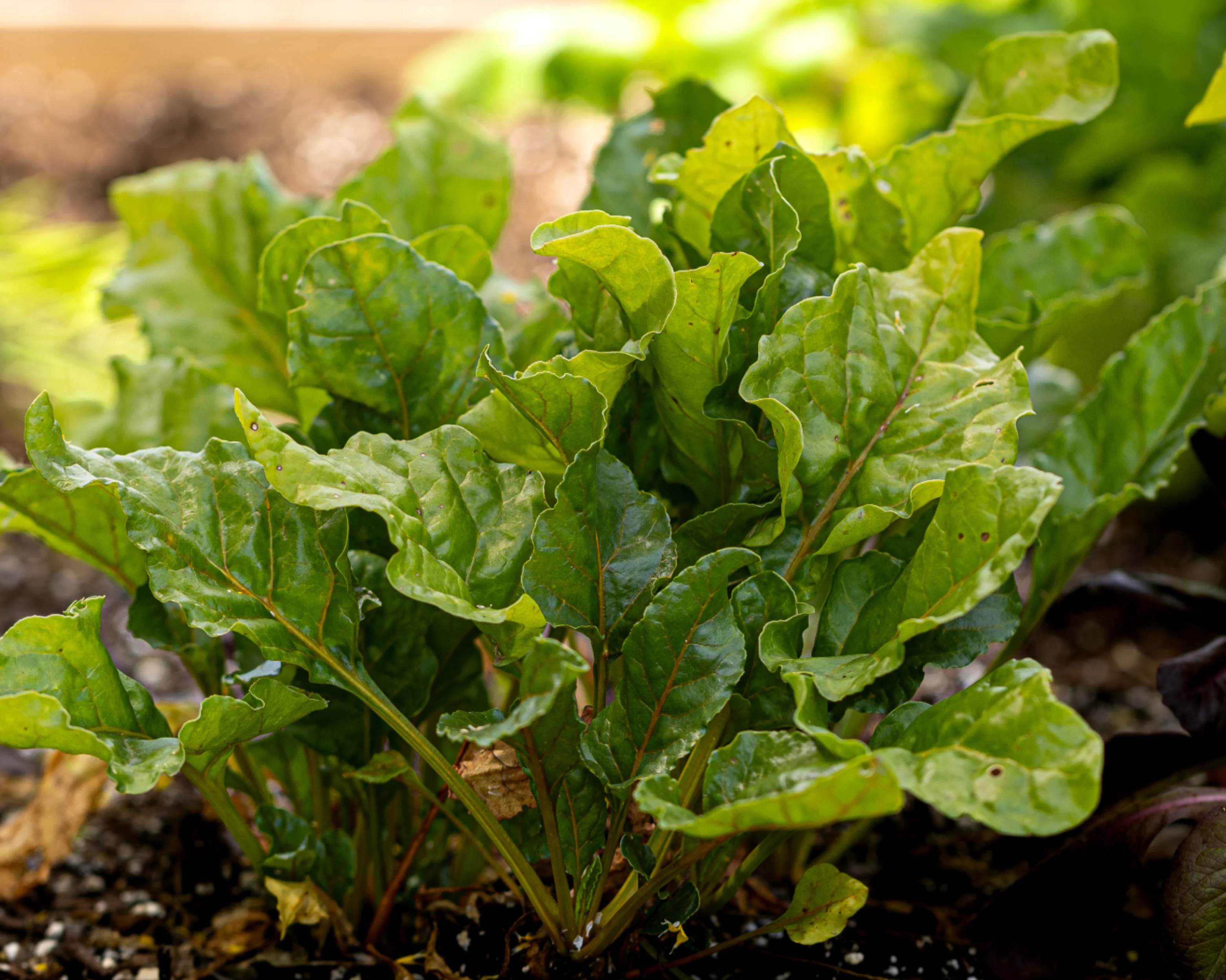 Golden Detroit Beet Seeds - Image 2