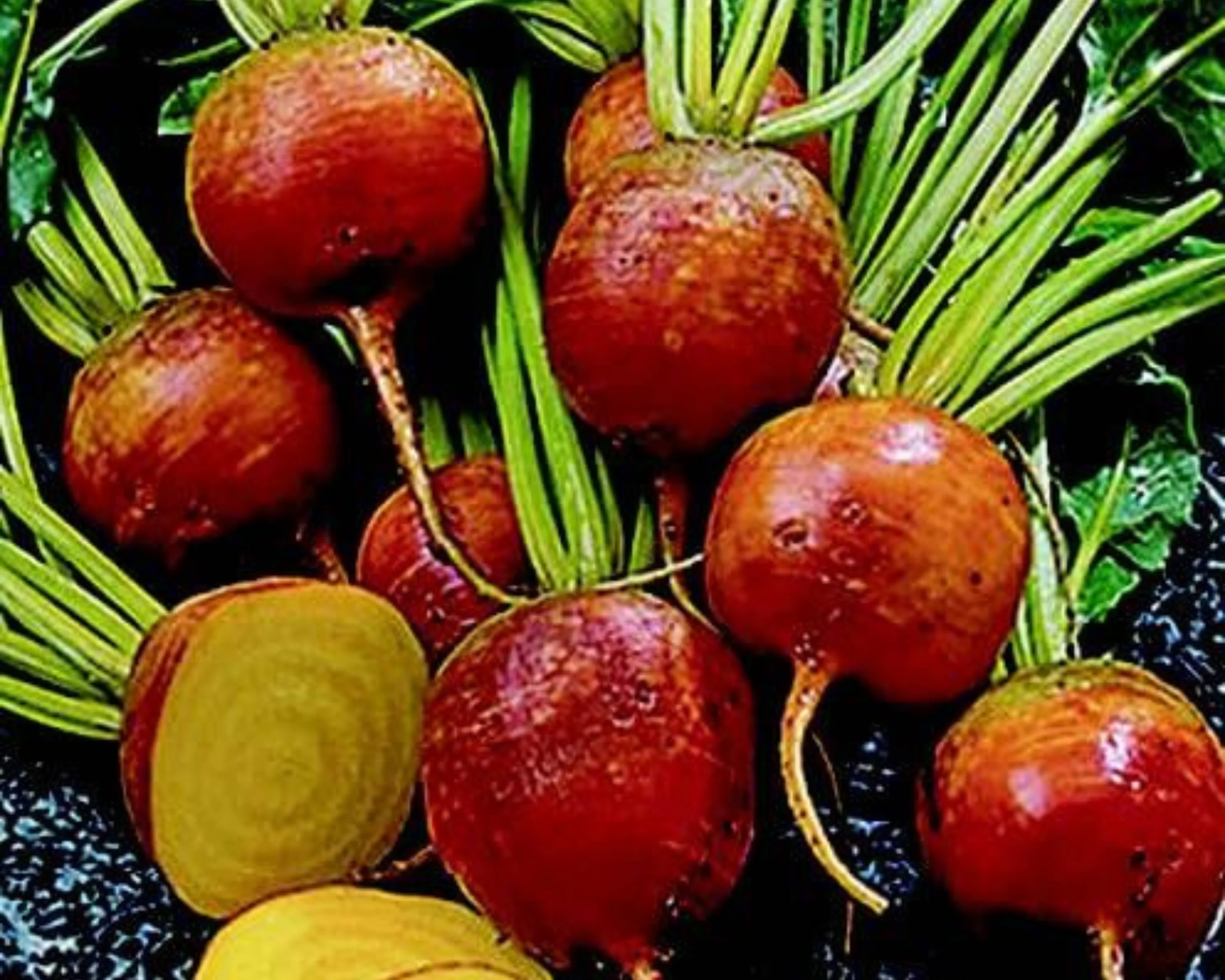 Golden Detroit Beet Seeds - Image 3