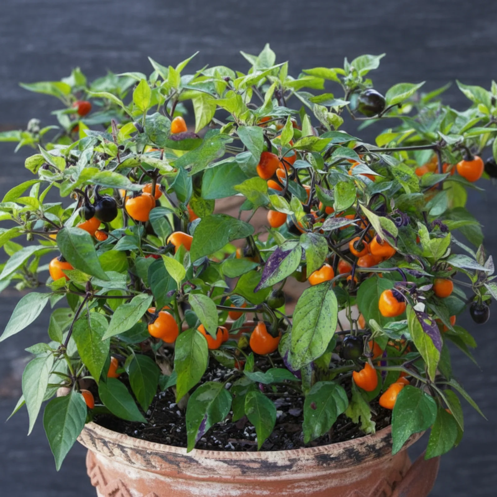 Golden Nugget Pepper Seeds - Image 2