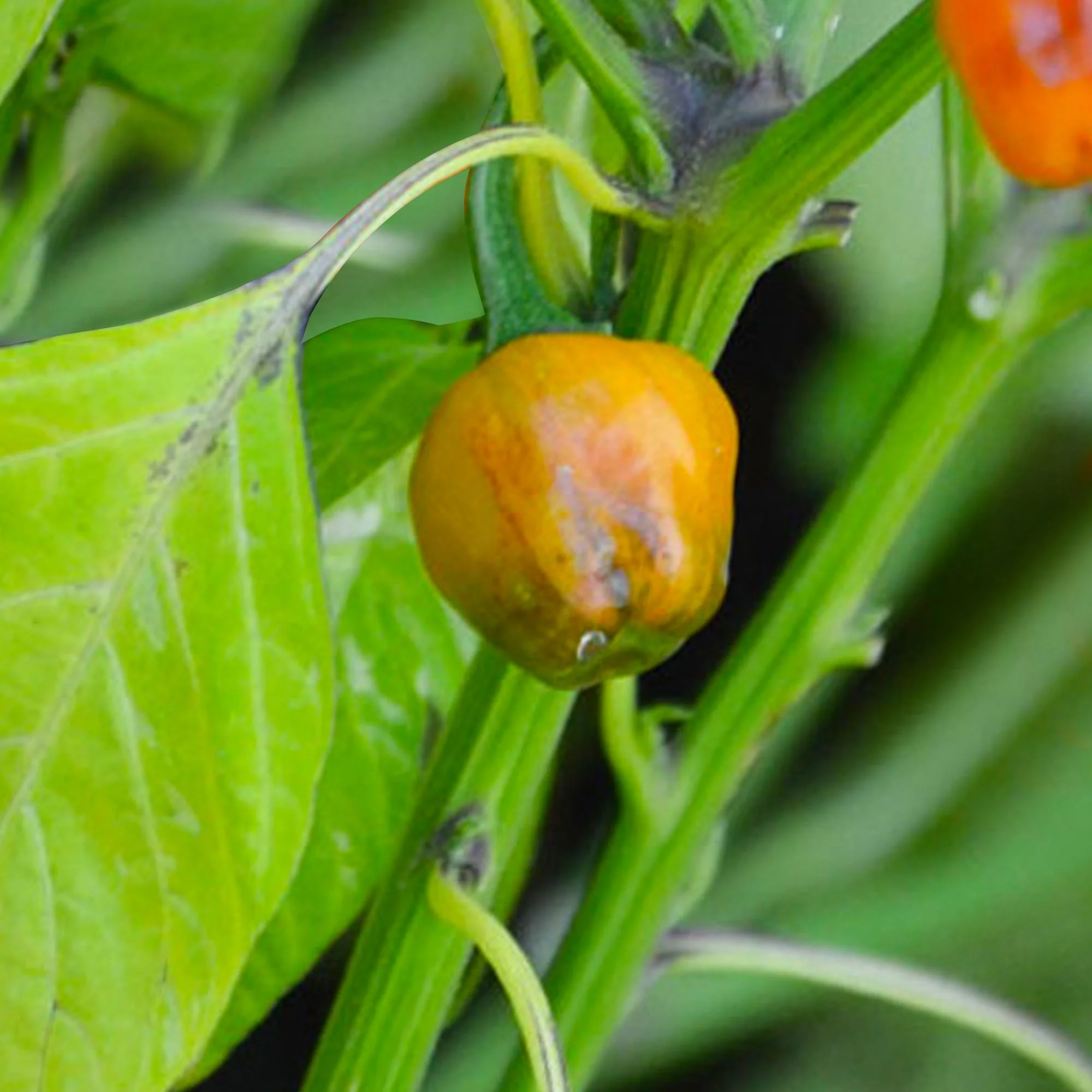 Golden Nugget Pepper Seeds - Image 3