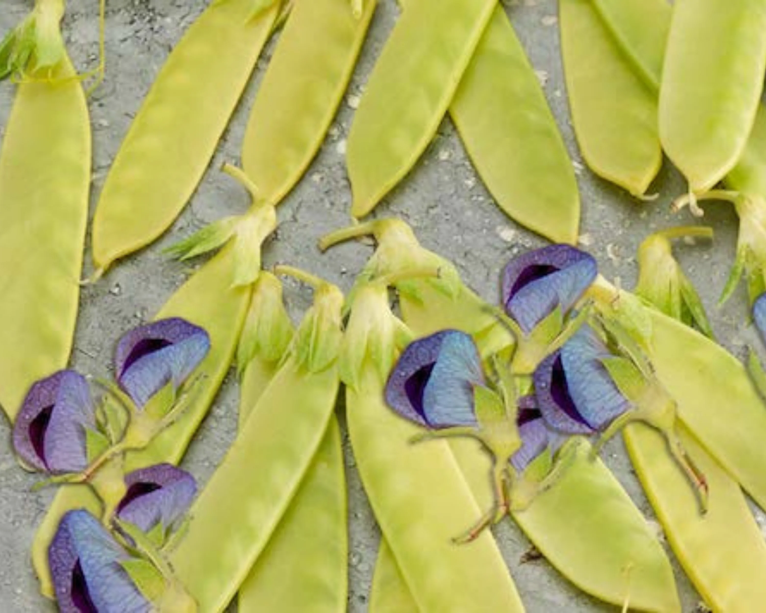Golden Sweet Snow Pea Seeds - Image 2