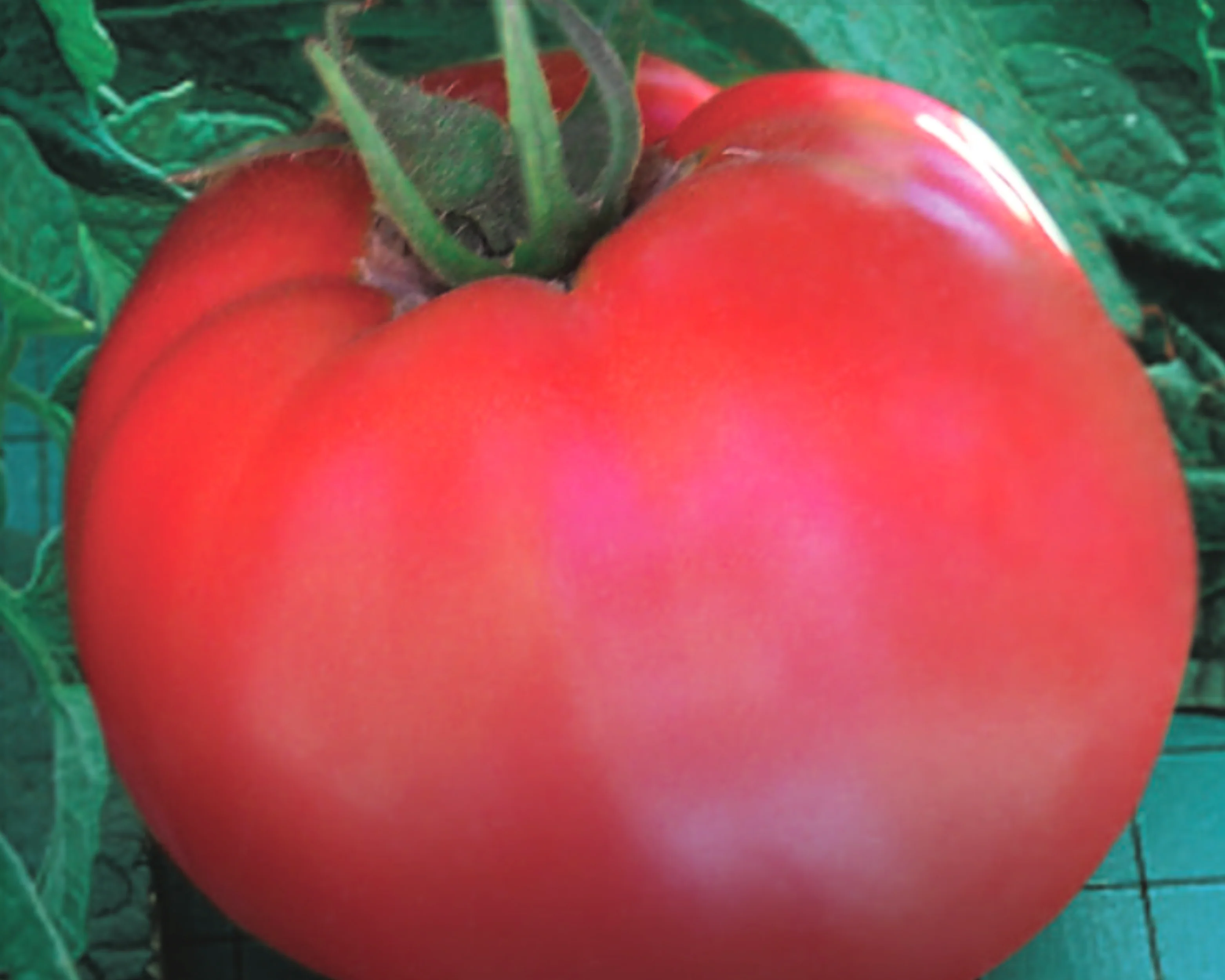 Goliath Original Hybrid Tomato Seeds - Image 2